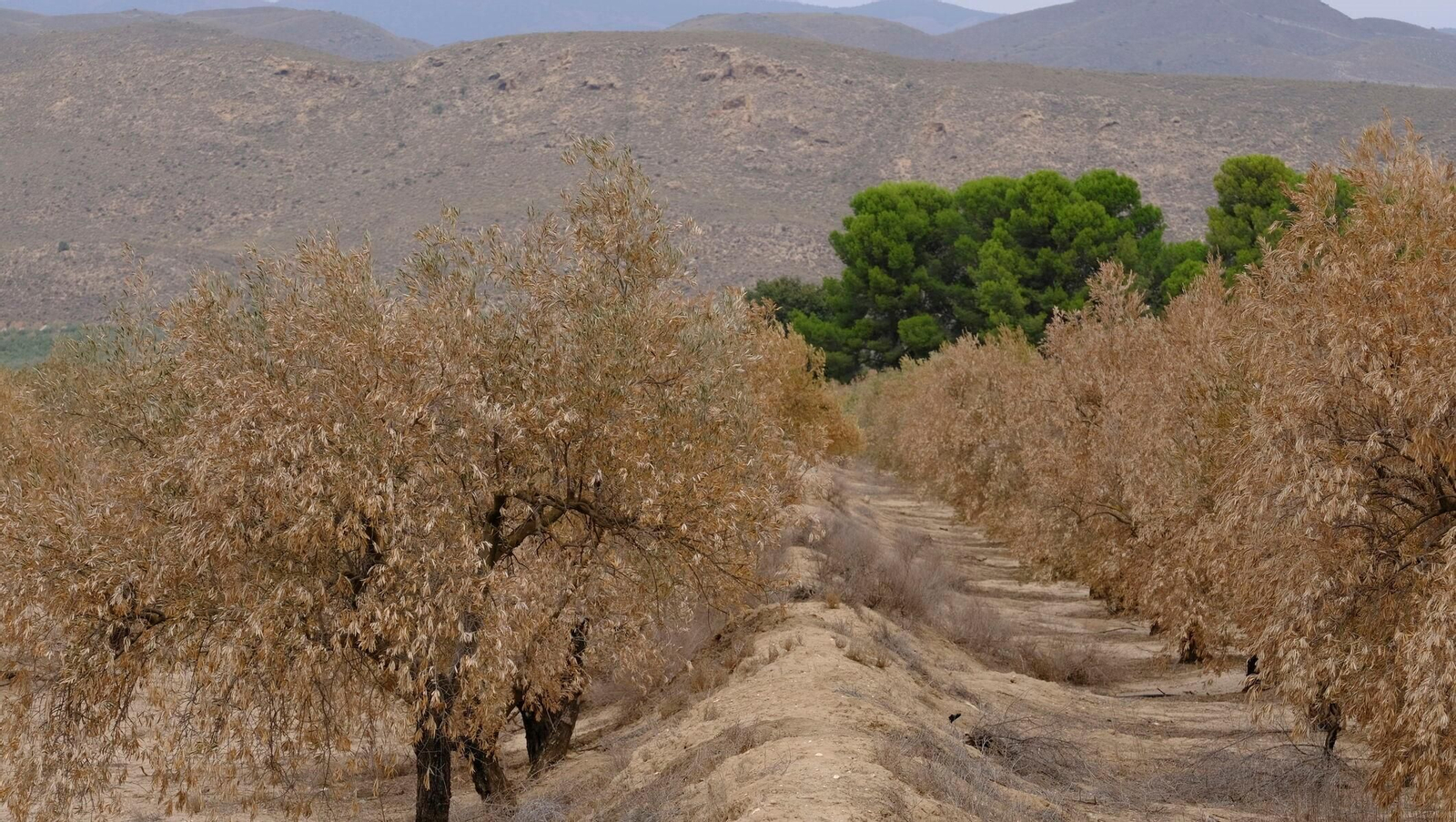 FINANZAS-ECONOMÍA-AGRI (8410031).jpg