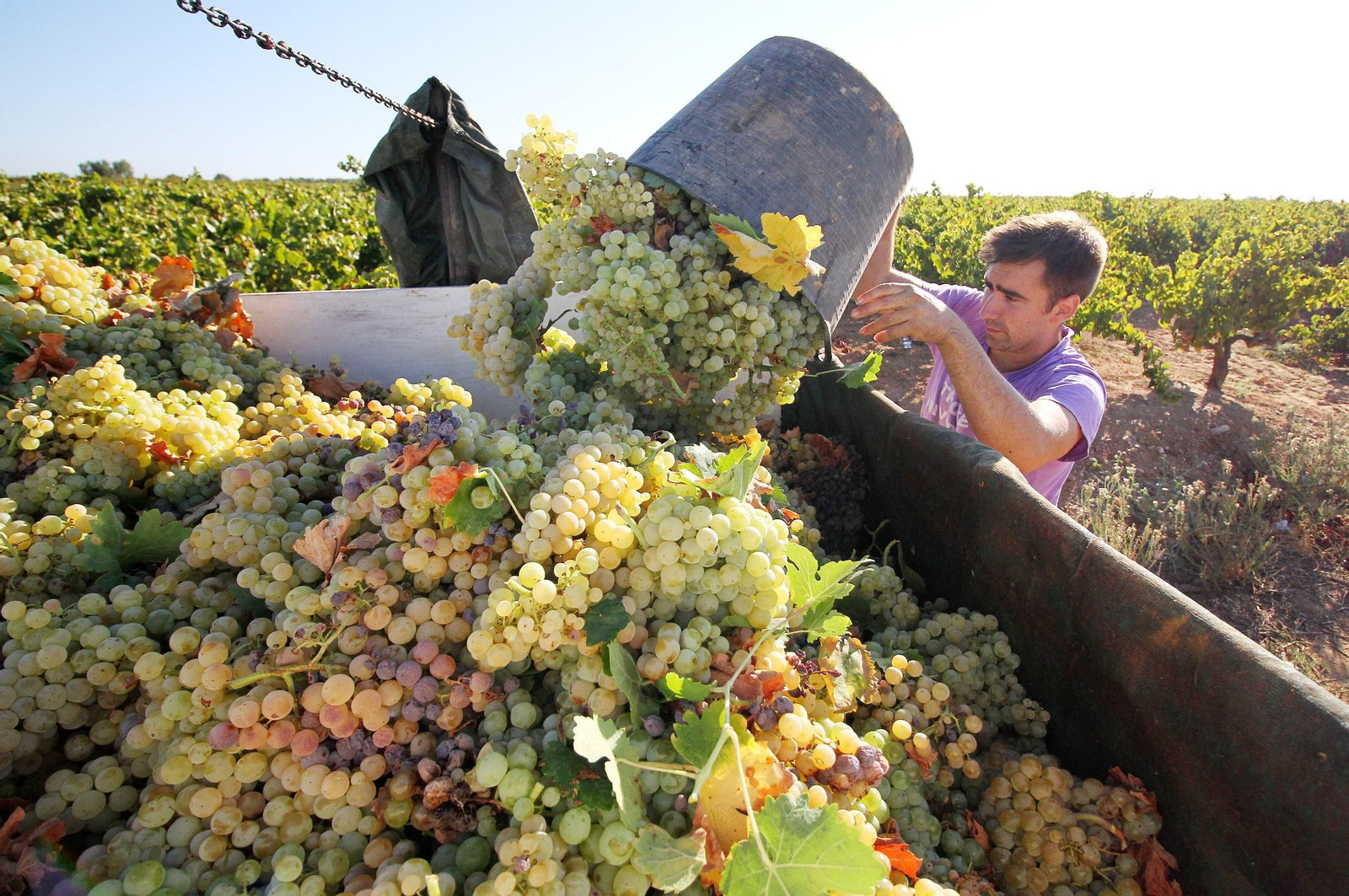 En algunos casos las uvas llegaron deshidratadas, estresadas y sin calidad por la falta de agua.