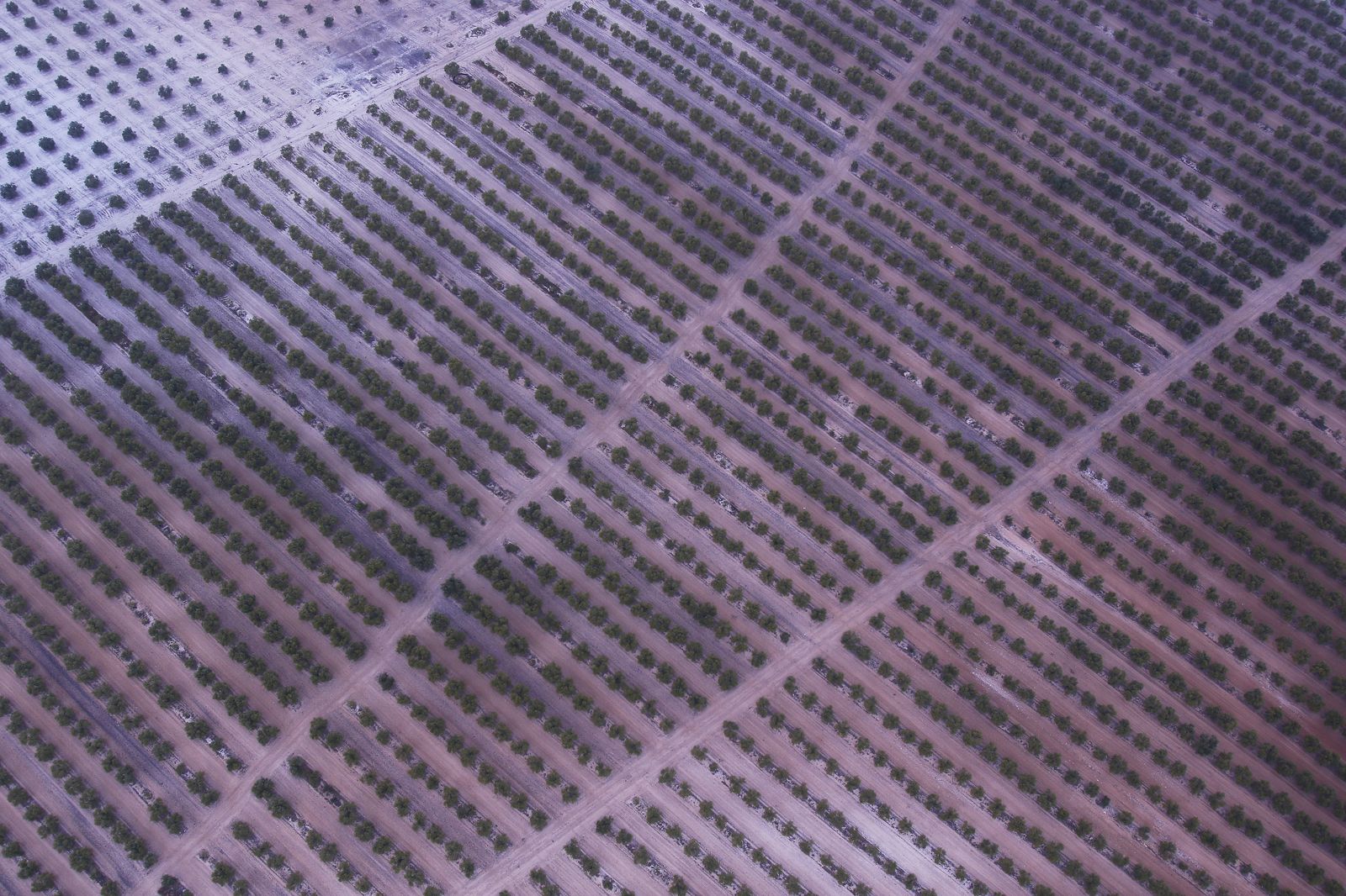 Reportaje sobre el aceite de oliva