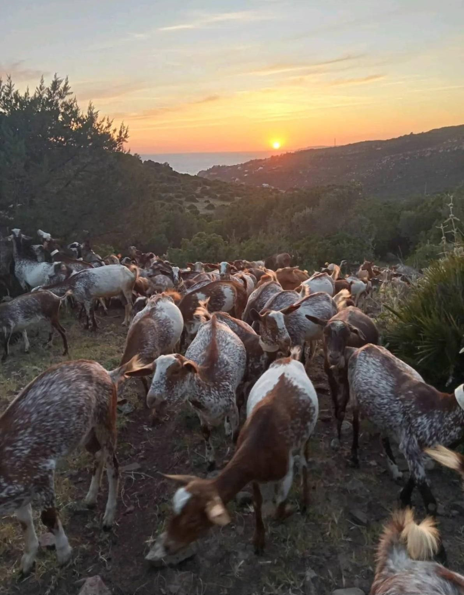 La piara de cabras floridas que pastan en Bolonia, durante un atardecer.