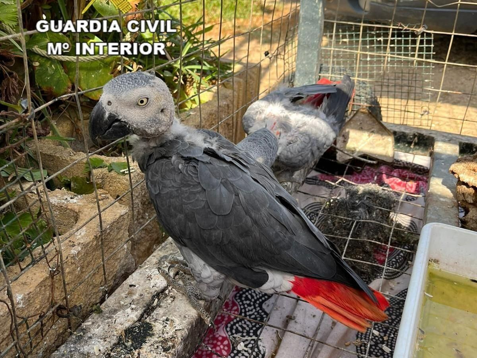 Investigada en Mazagón por poseer en un local dos loros de cola roja en peligro de extinción sin licencia