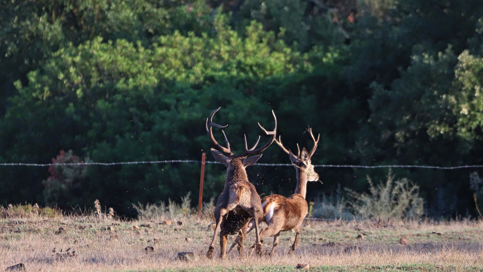 Fotos de la berrea en el Campo de Gibraltar