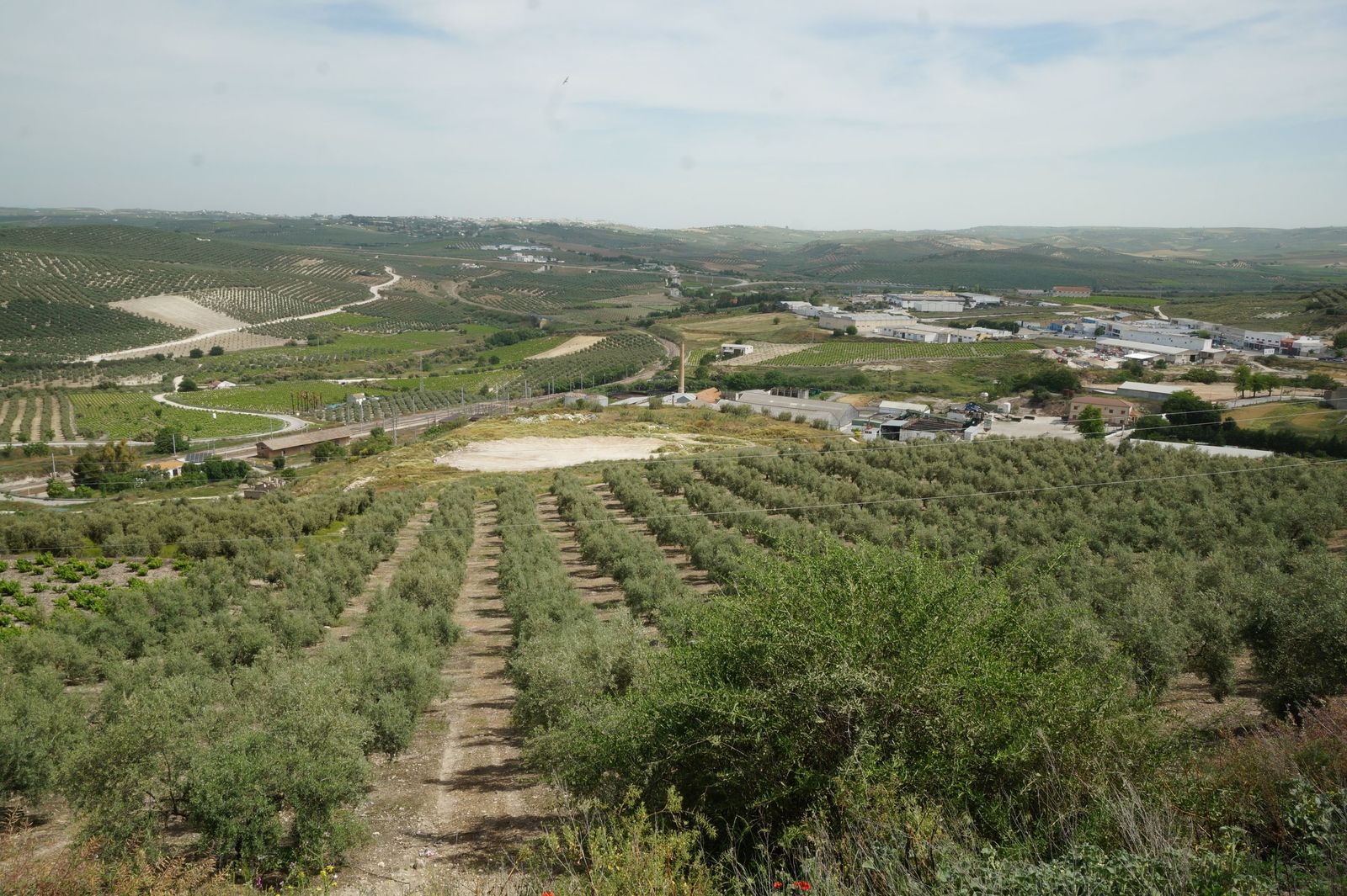 Campos de cultivo y naves industriales en Aguilar de la Frontera.