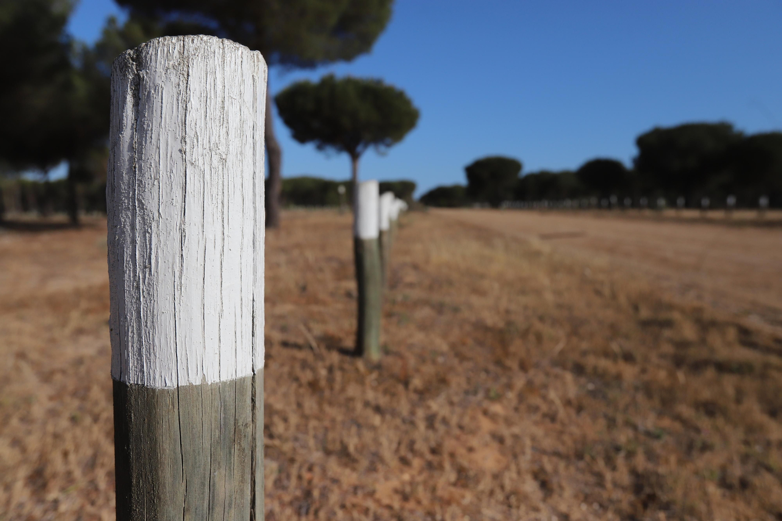 Imágenes del estado en el que se encuentran los caminos del Rocío para la Romería 2023