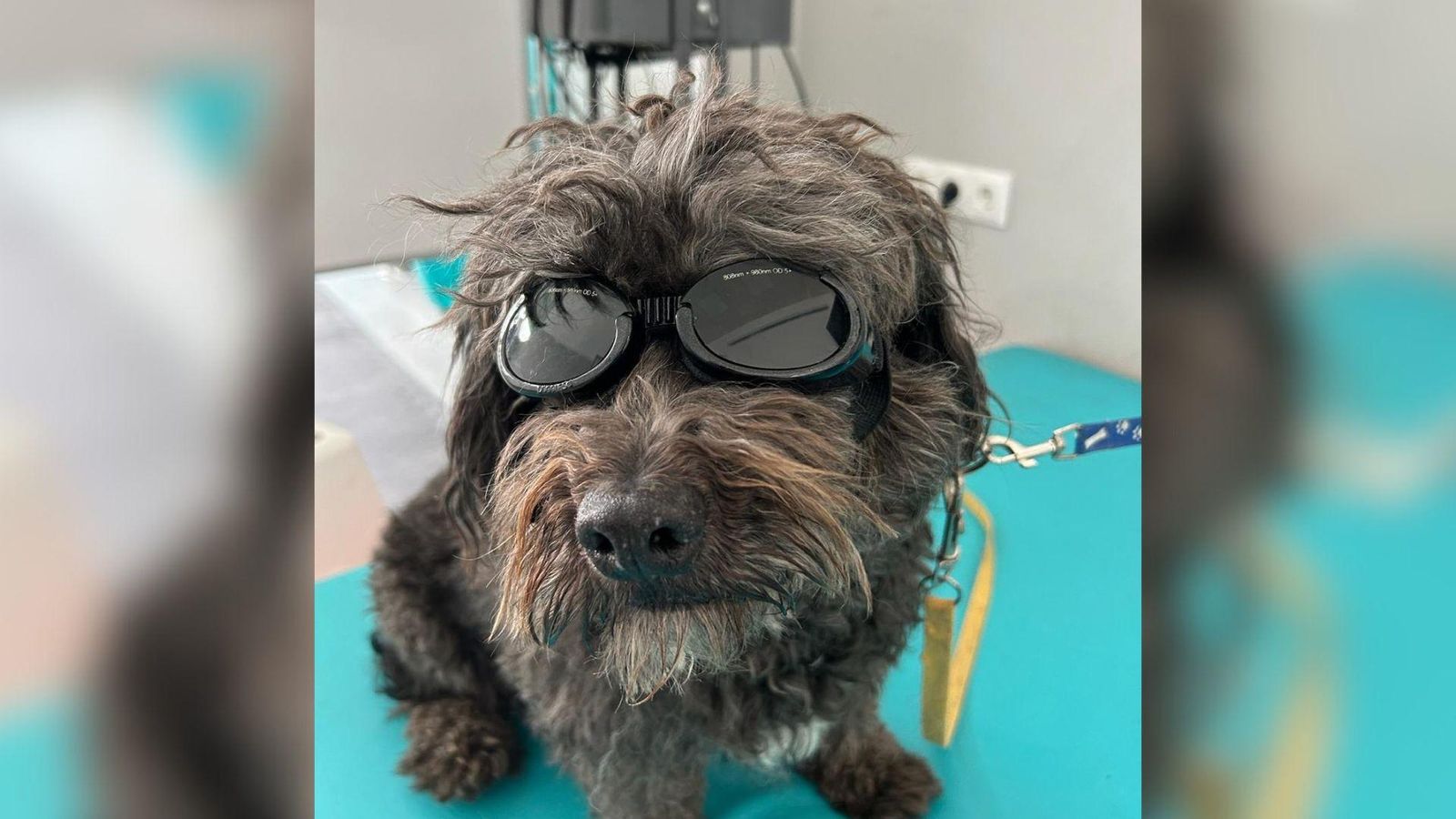 Un perro al que se le está aplicando luz azul como metodo terapéutico