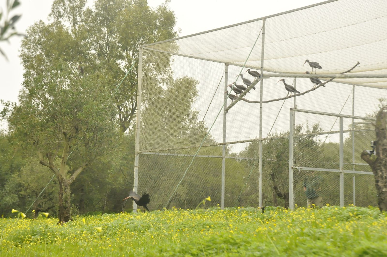 Imagen aviario de San Ambrosio, en La Janda.