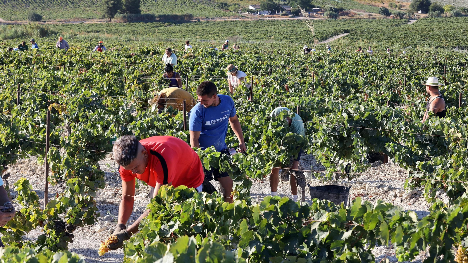 Vendimia a mano en la Viña El Caribe en Jerez