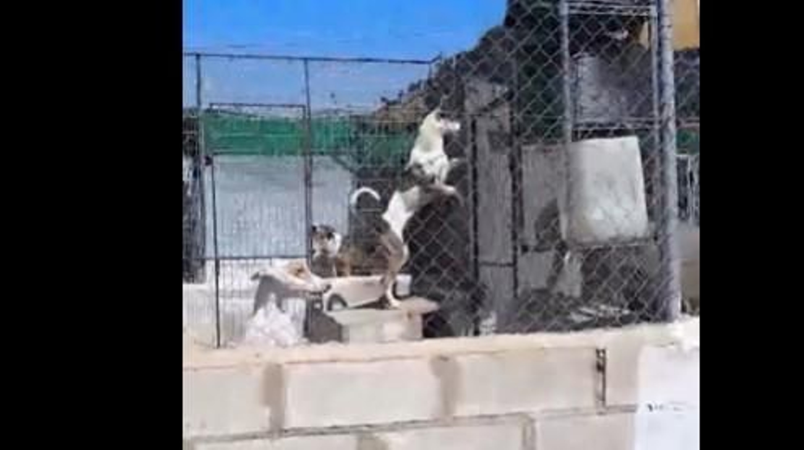 Captura de pantalla de imágenes de la denuncia de Pacma.