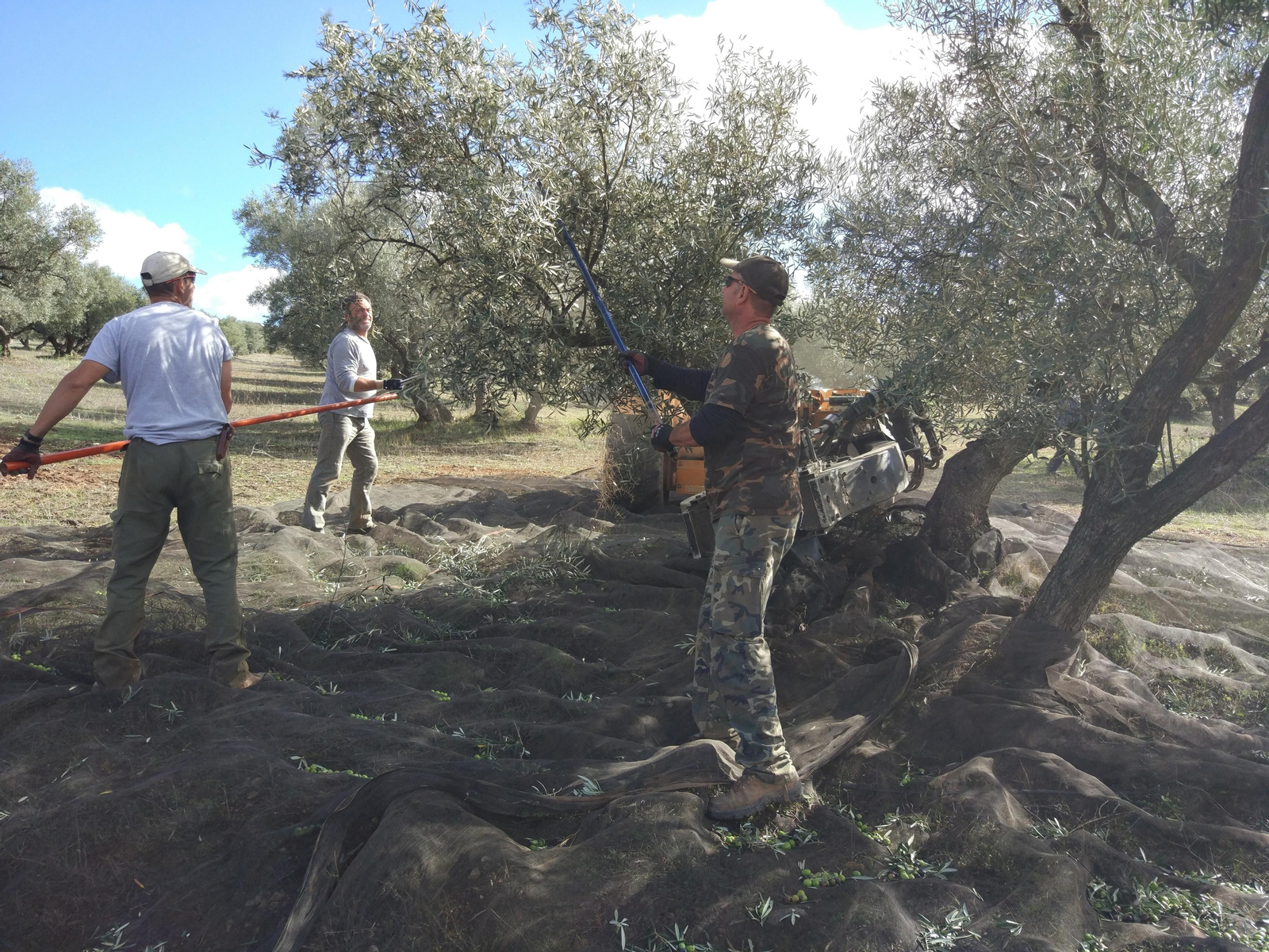 Un día de molturación en la almazara de Finca La Torre