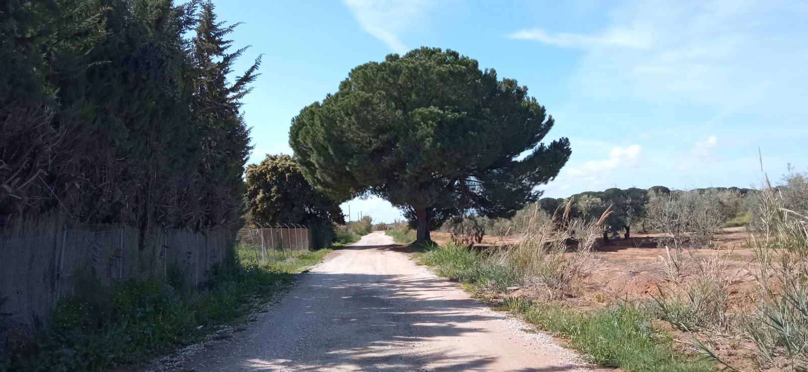 Las imágenes de la Ruta Azul en Bollullos de la Mitación