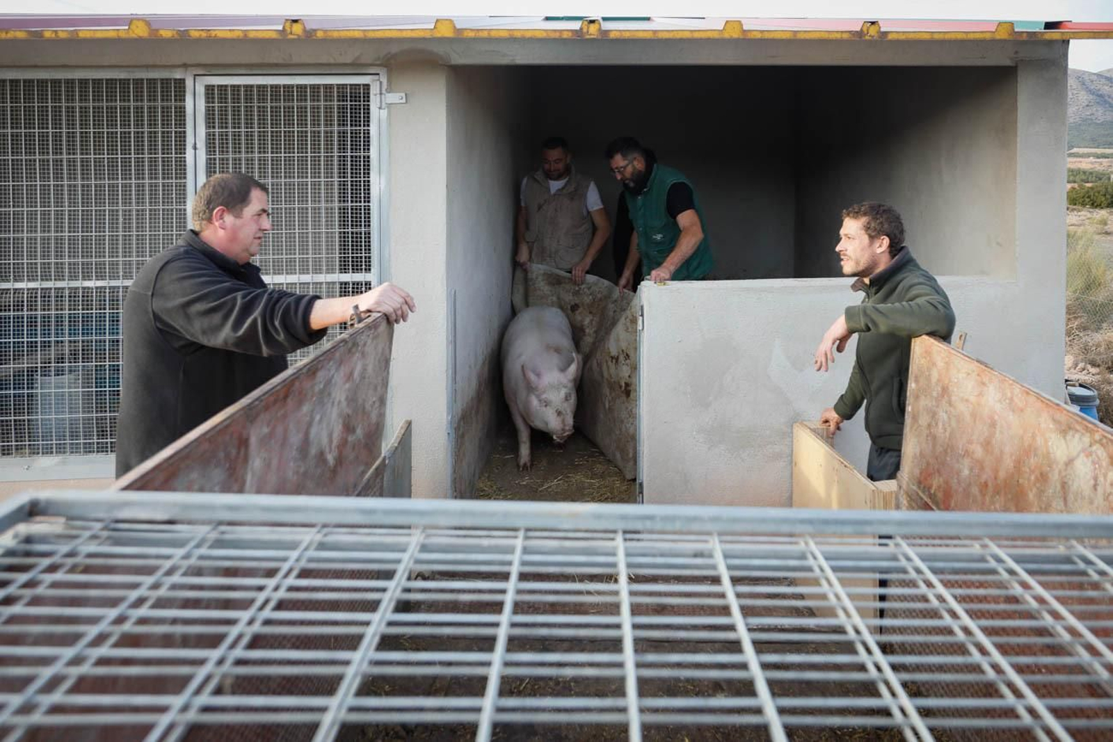Te contamos en imágenes como son las matanzas en Chirivel