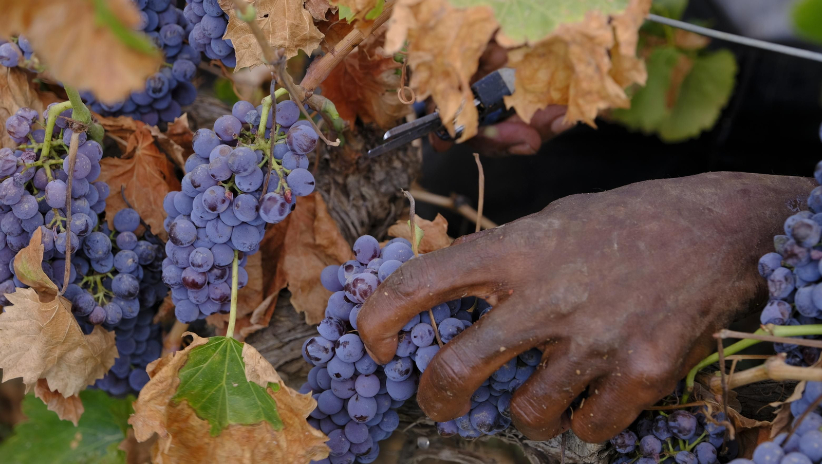 Llega la vendimia a las Bodegas Perfer, en Uleila del Campo