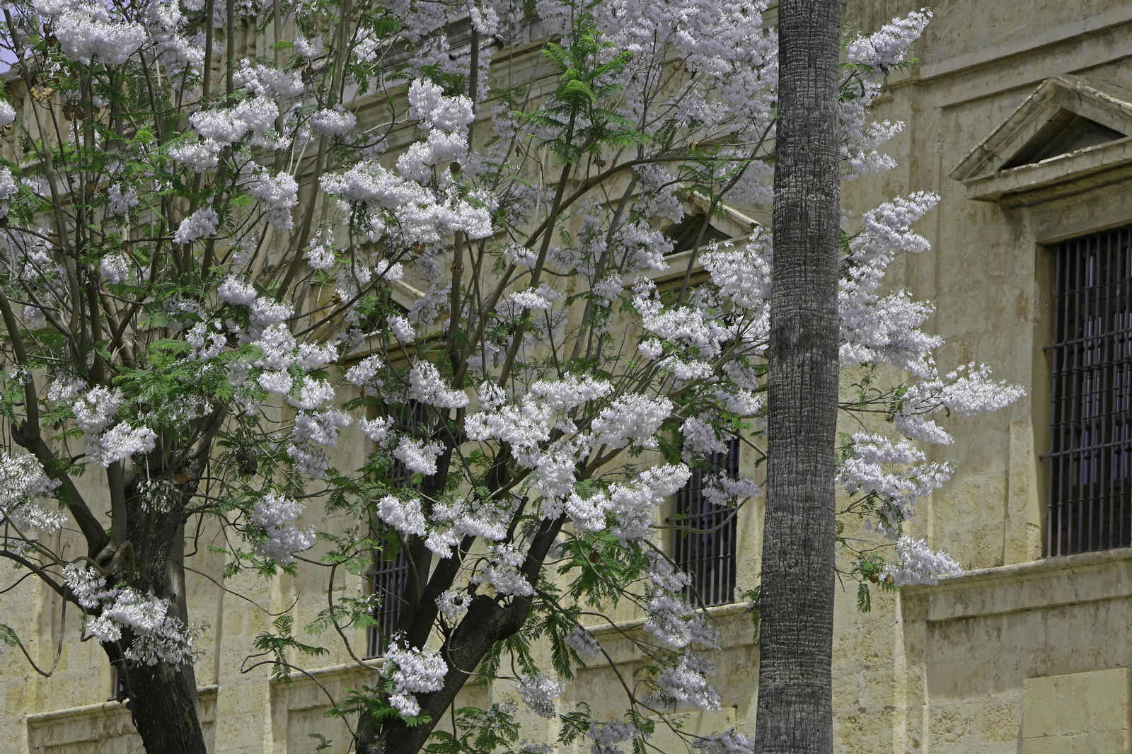 La belleza única de nuestra jacaranda blanca