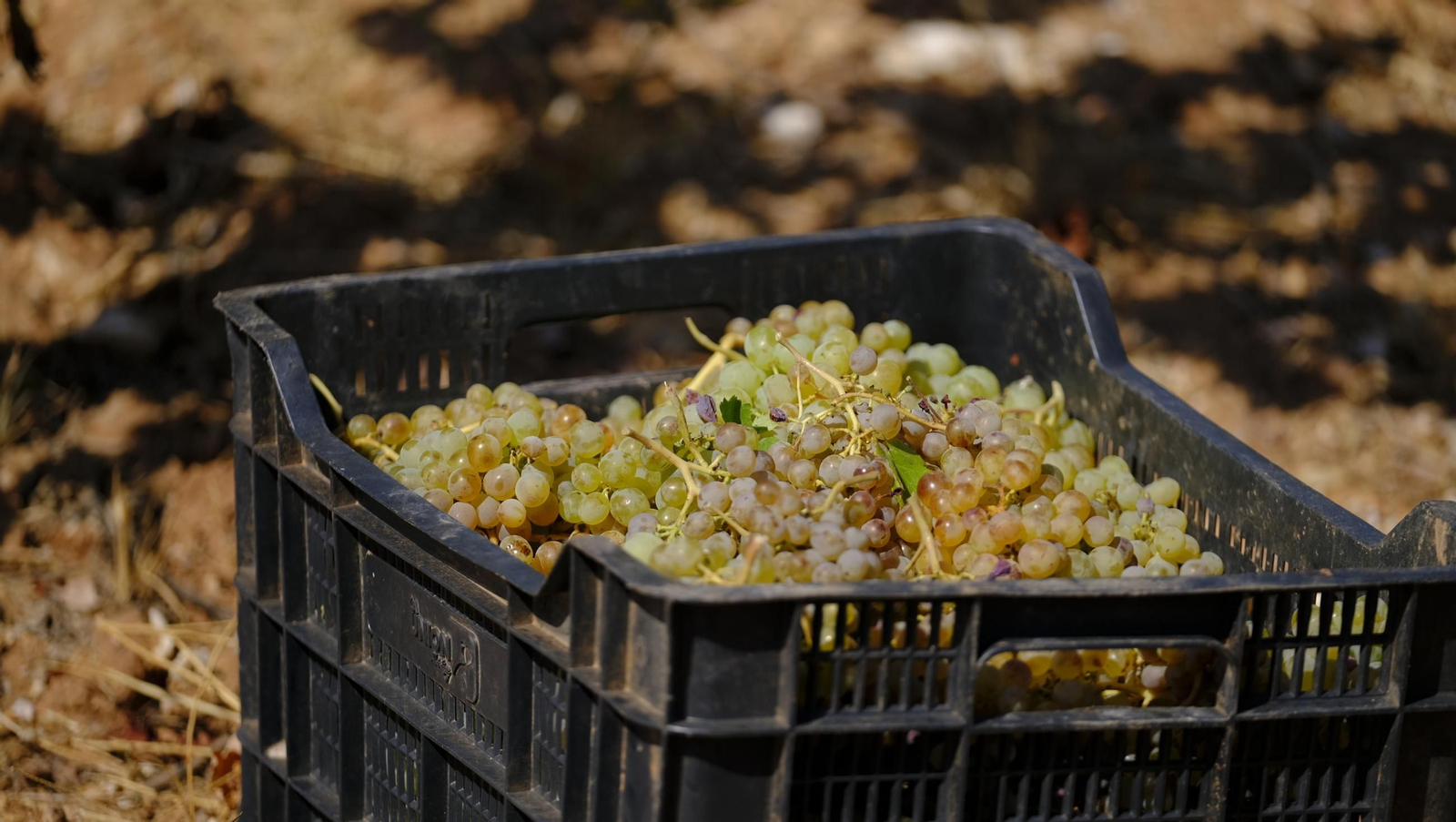 La vendimia en la Bodega Cortijo del Cura de Laujar, en imágenes
