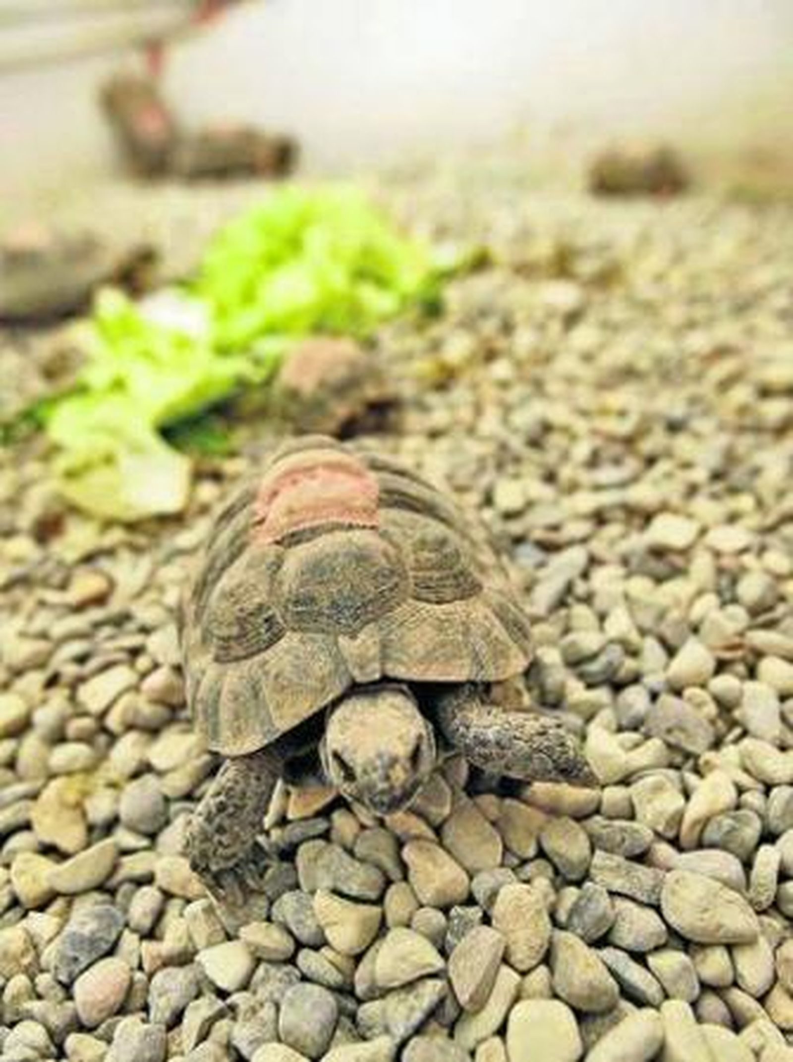 Ejemplar de tortuga mora como los intervenidos en Algeciras.