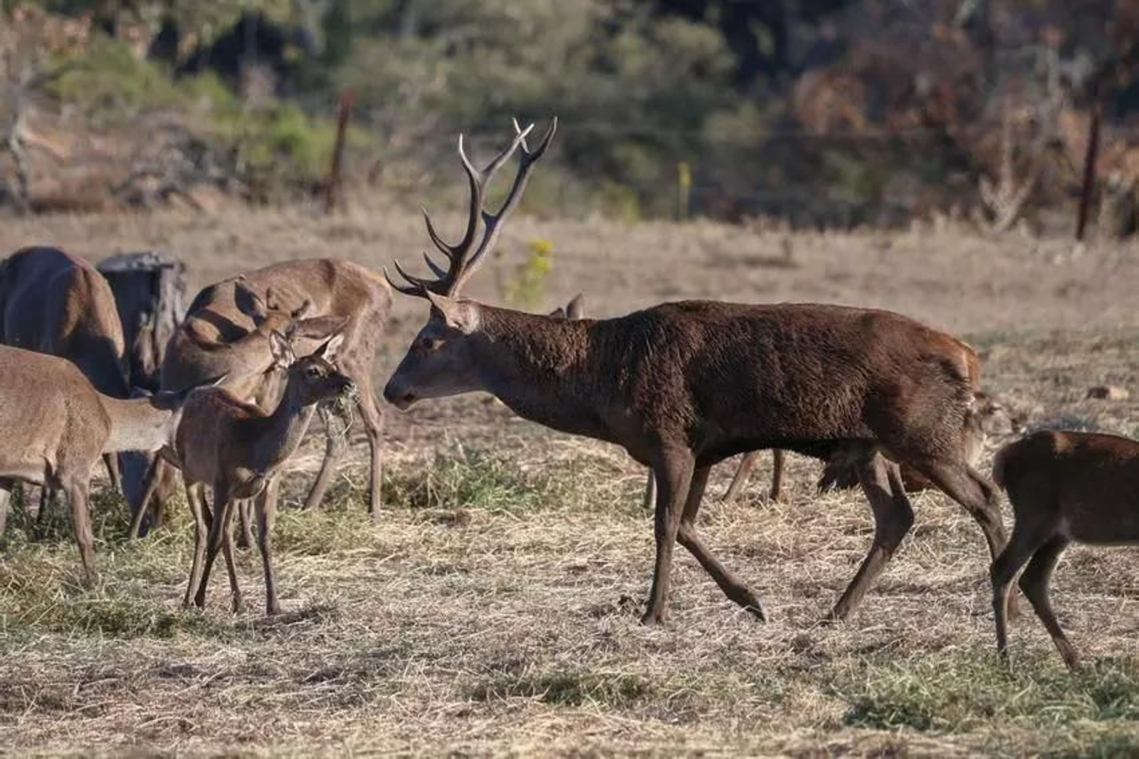Varios ciervos, durante la berrea en el Parque natural de Los Alcornocales.