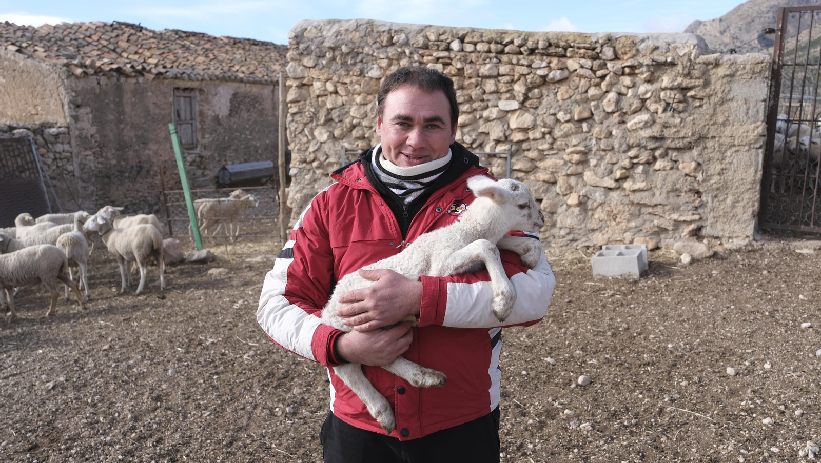 Fotogalería de la ganadería tradicional de Vélez Rubio, las imágenes más tiernas de los corderos recién nacidos