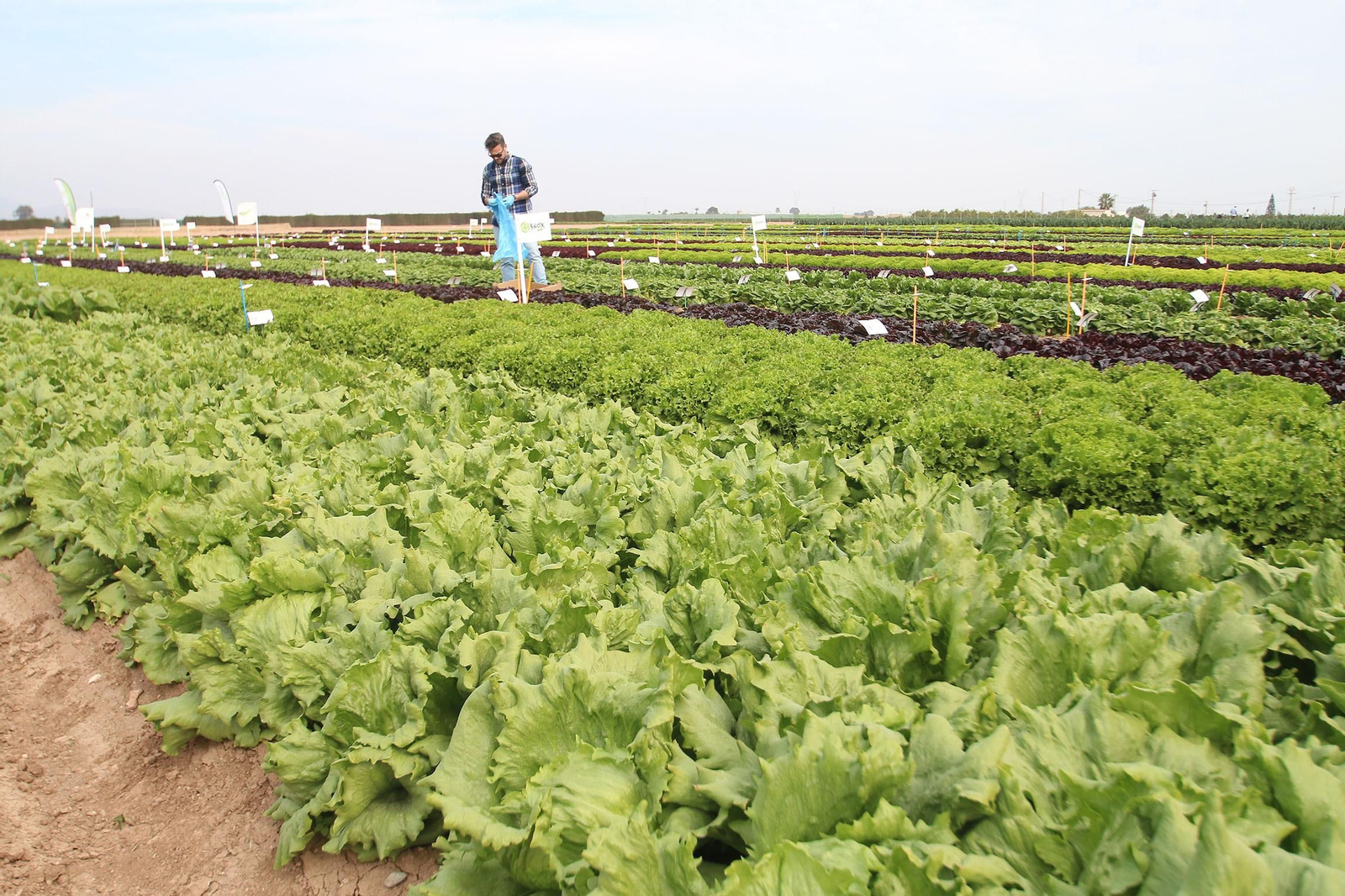 Fotogalería de las jornadas de puertas abiertas de Rijk Zwaan en Cartagena