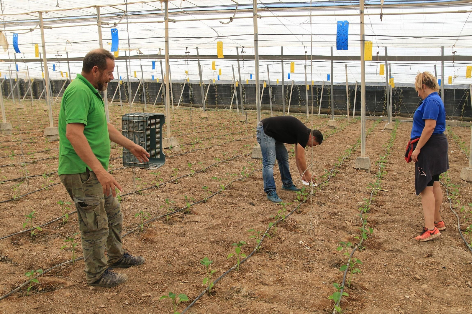 Vea los famosos pimientos tempranos de los campos de Dalías