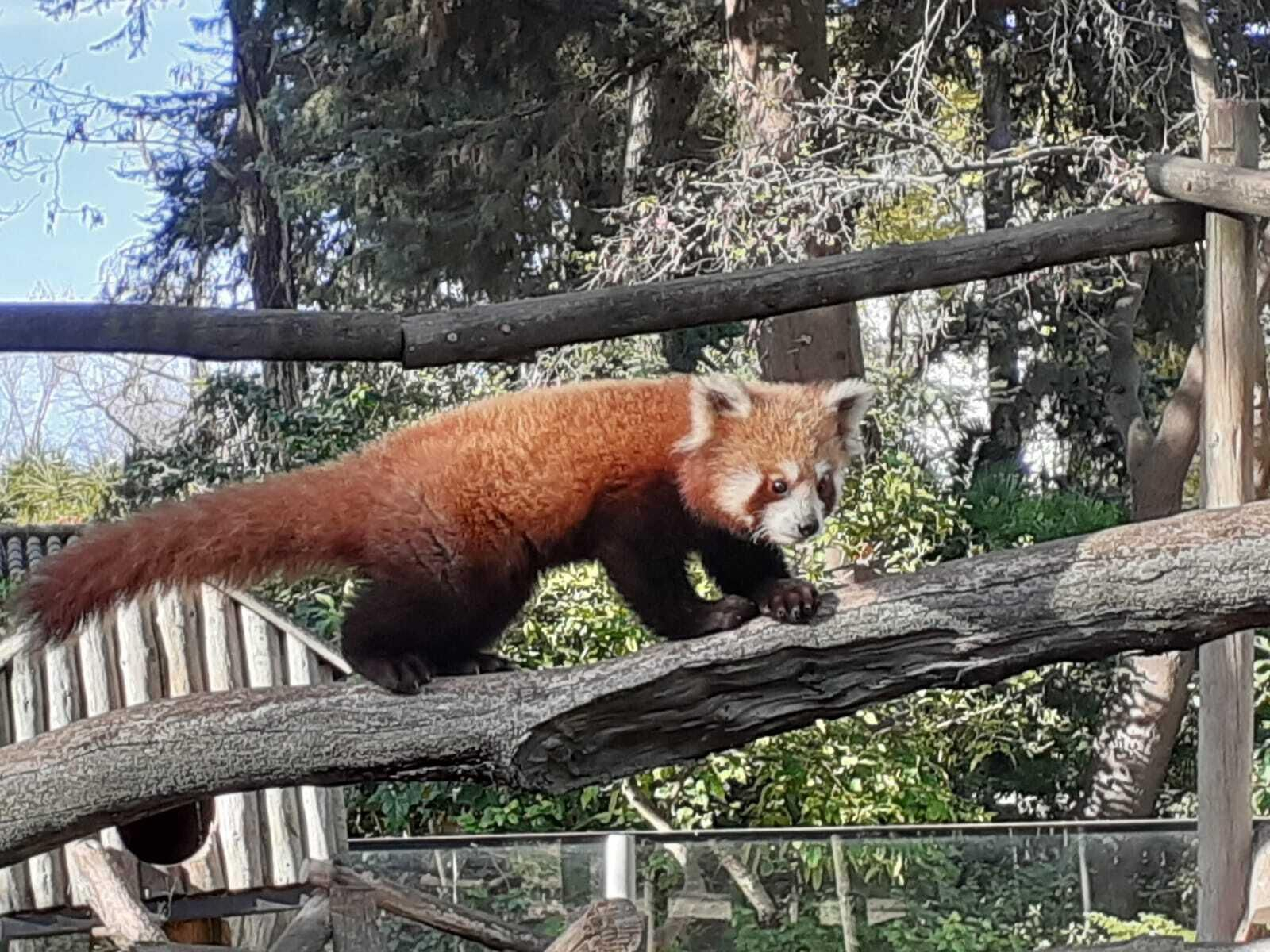 El panda rojo macho