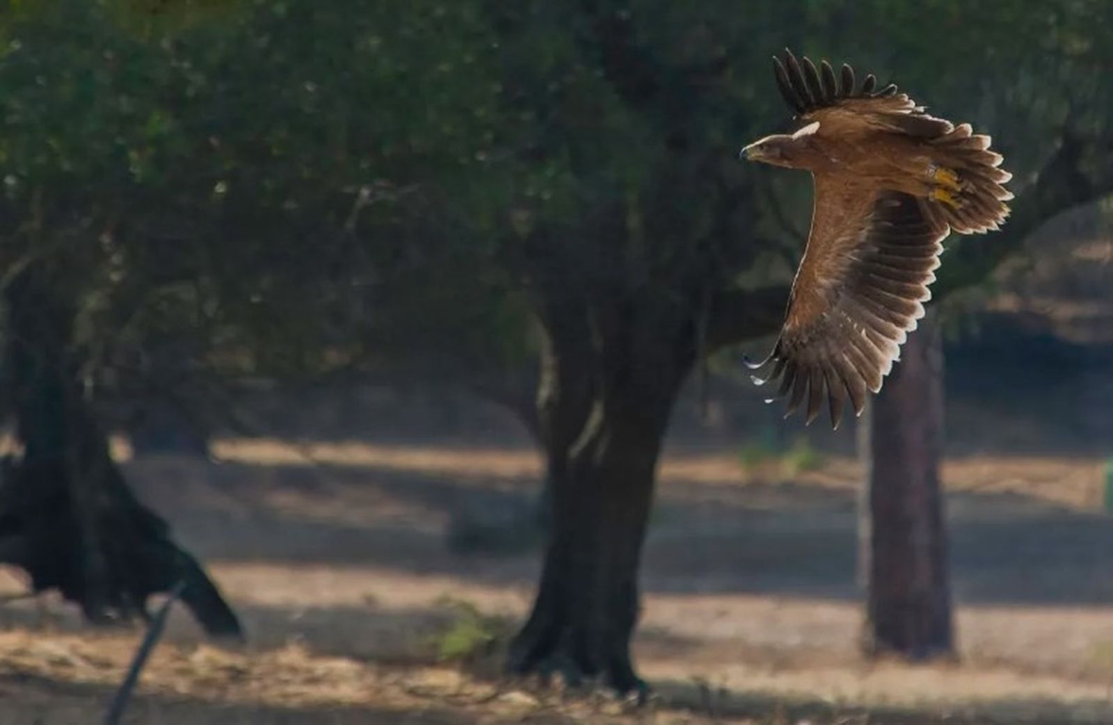 Imagen de una águila imperial ibérica en pleno vuelo