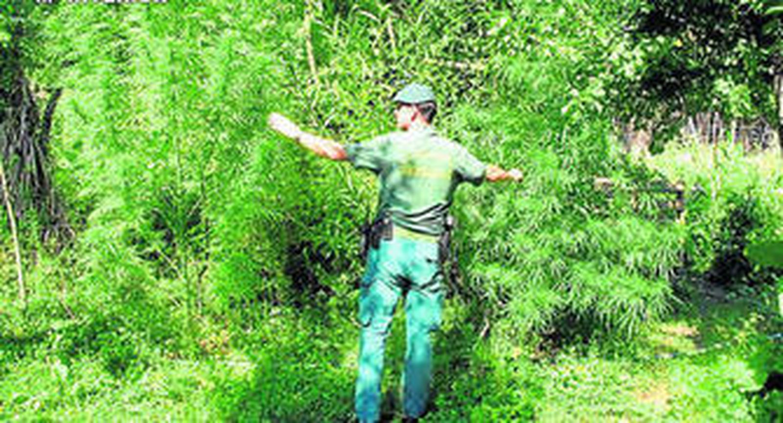 Un efectivo del Seprona de Aracena, ante una de las plantas halladas, de gran envergadura y ocultas entre otras especies de arbustos.