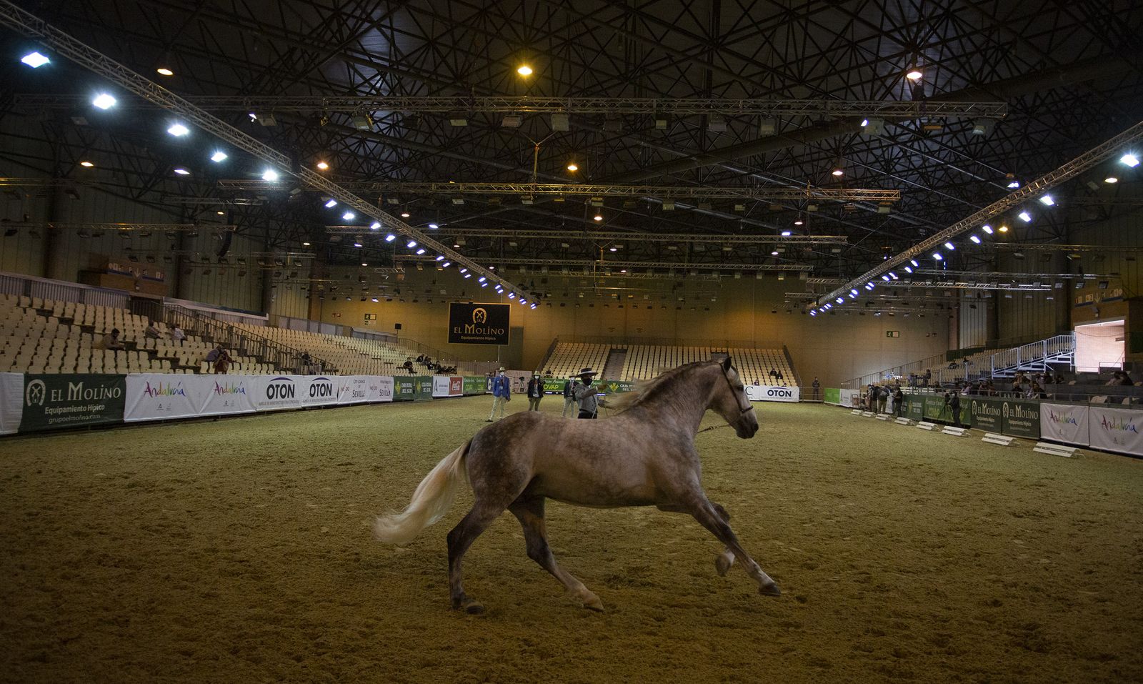 Un caballo galopando en la pista de competición del Sicab.