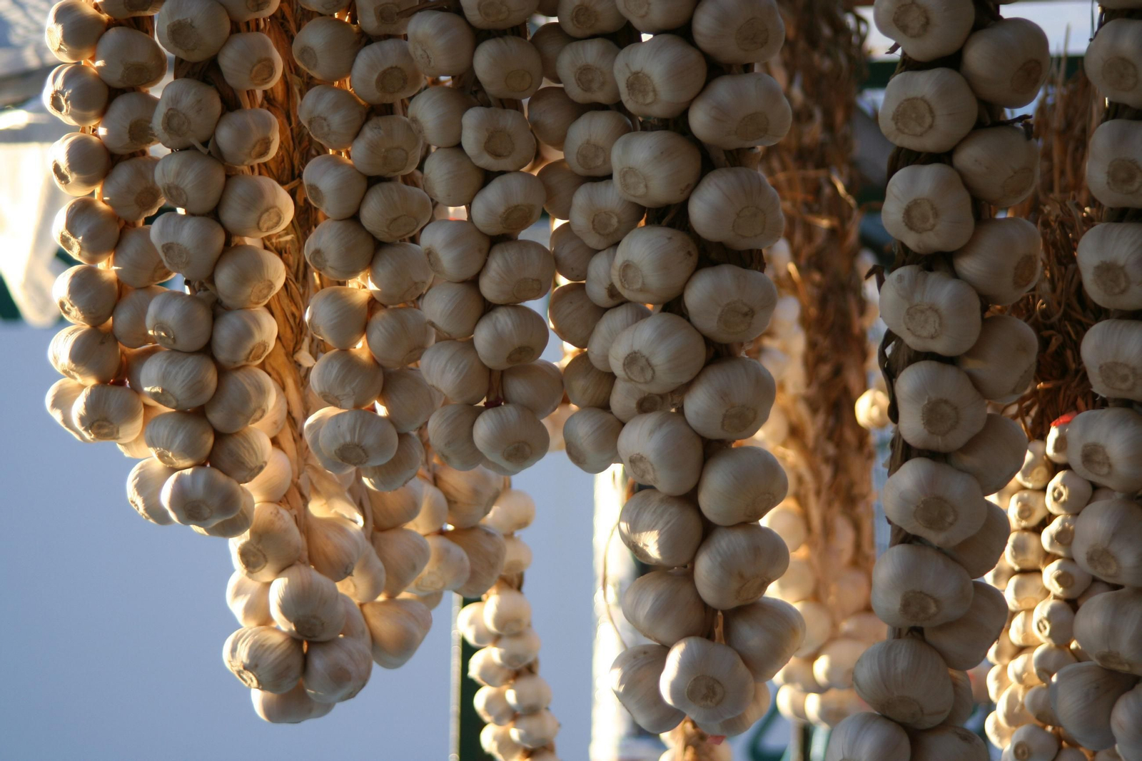 Ristras de ajos.