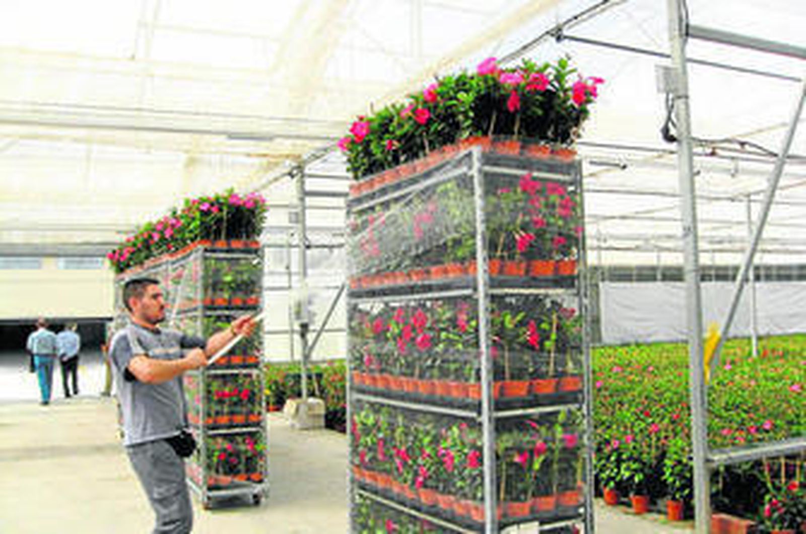 Interior de un invernadero de flores en Níjar.