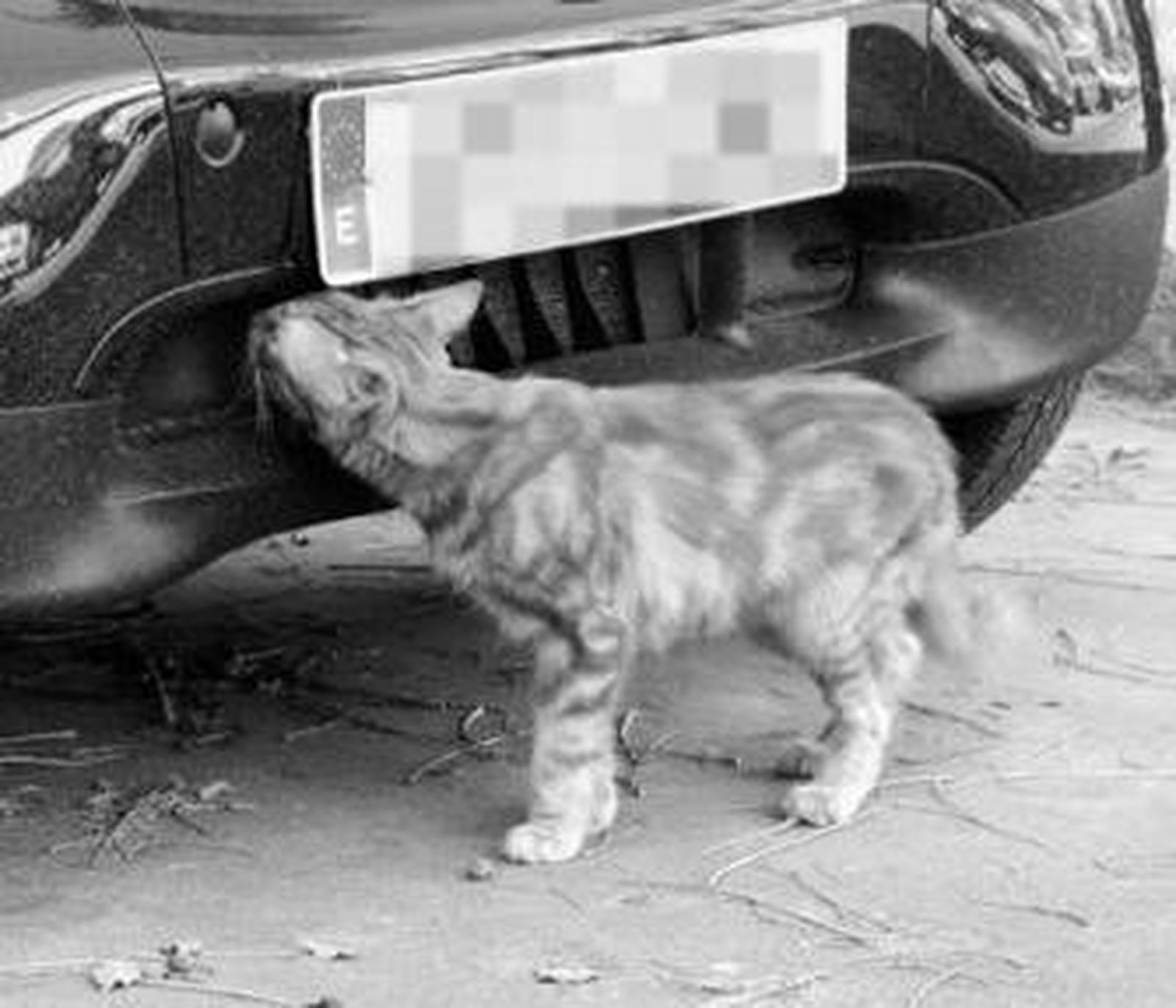 Manuel Lara muestra el hueco junto a la lavadora por el que aparecieron las ratas en su casa.