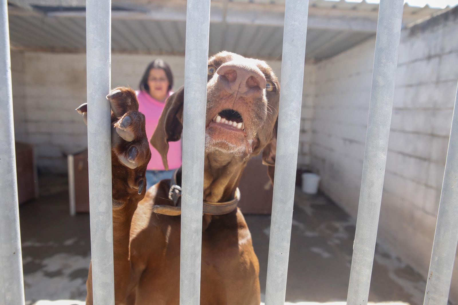 Las fotos de la protectora de animales de La Línea El gato andaluz