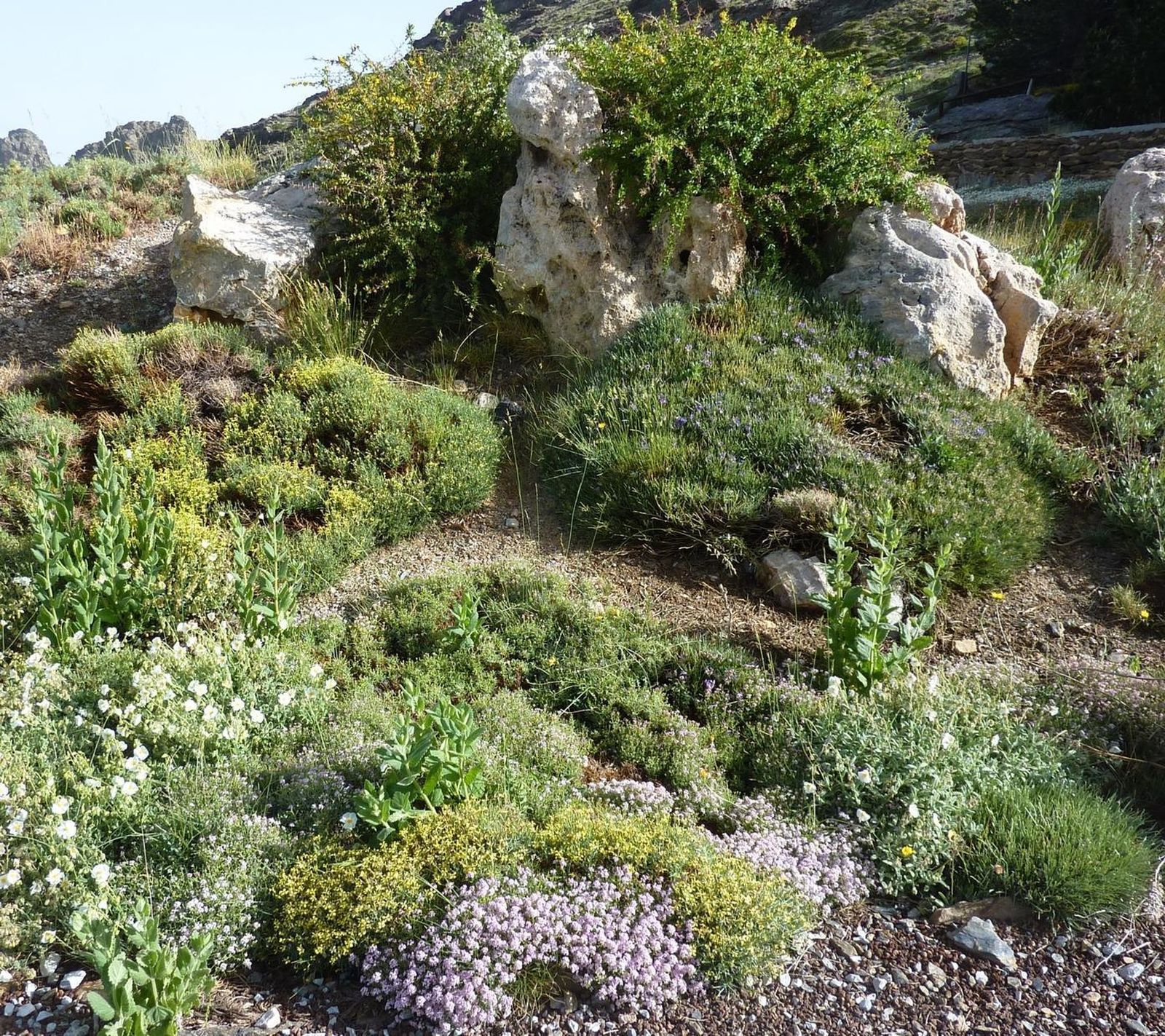 El jardín alpino de la UGR provee de especies únicas a reservas botánicas internacionales