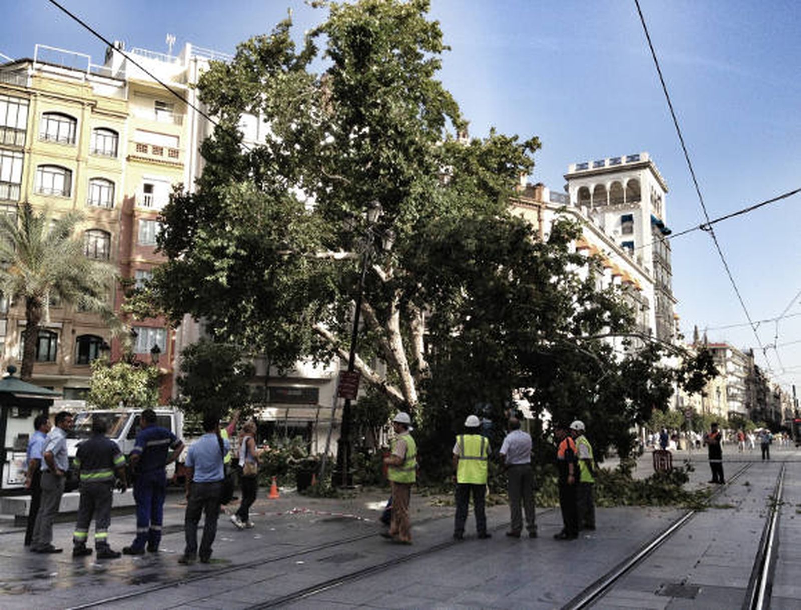 La poda de un árbol corta el tranvía durante toda la mañana