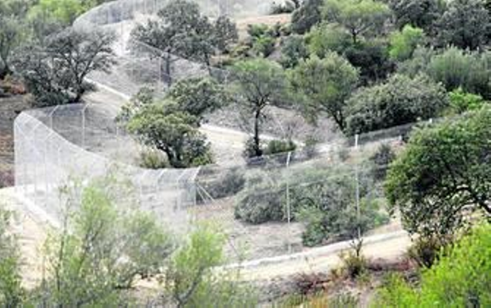 Vista general de los cercados de la zona del Guadalmellato en los que a partir de esta tarde habitará el lince.