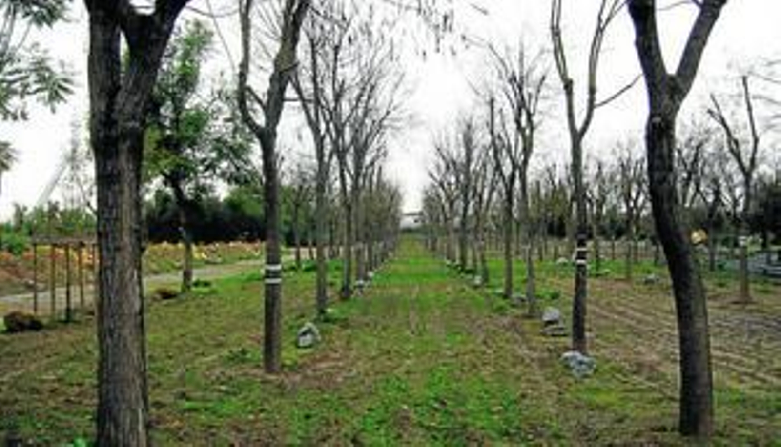El Puente proyectado por Calatrava (izquierda) visto desde el interior del Parque del Alamillo.