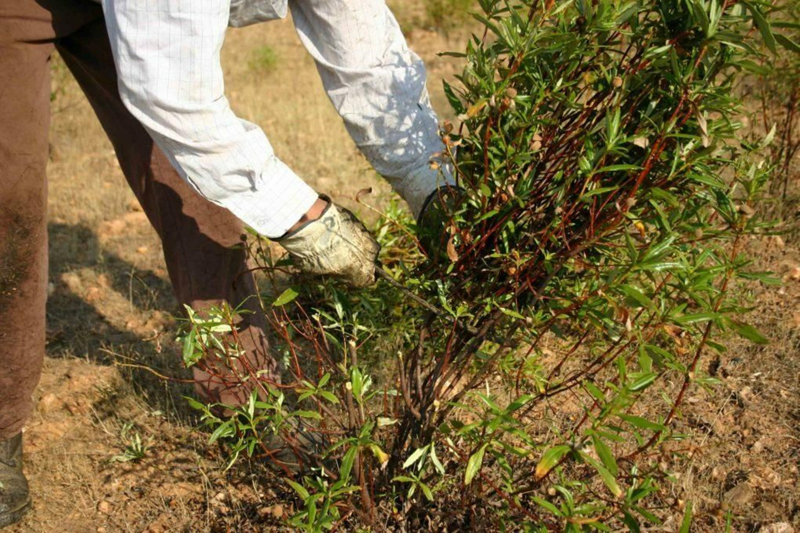 Una planta de jara en el término municipal de El Viso.