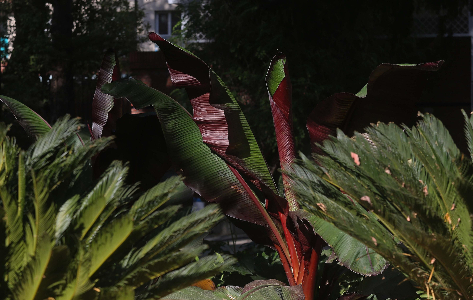 El parque María Cristina de Algeciras, listo para su reapertura
