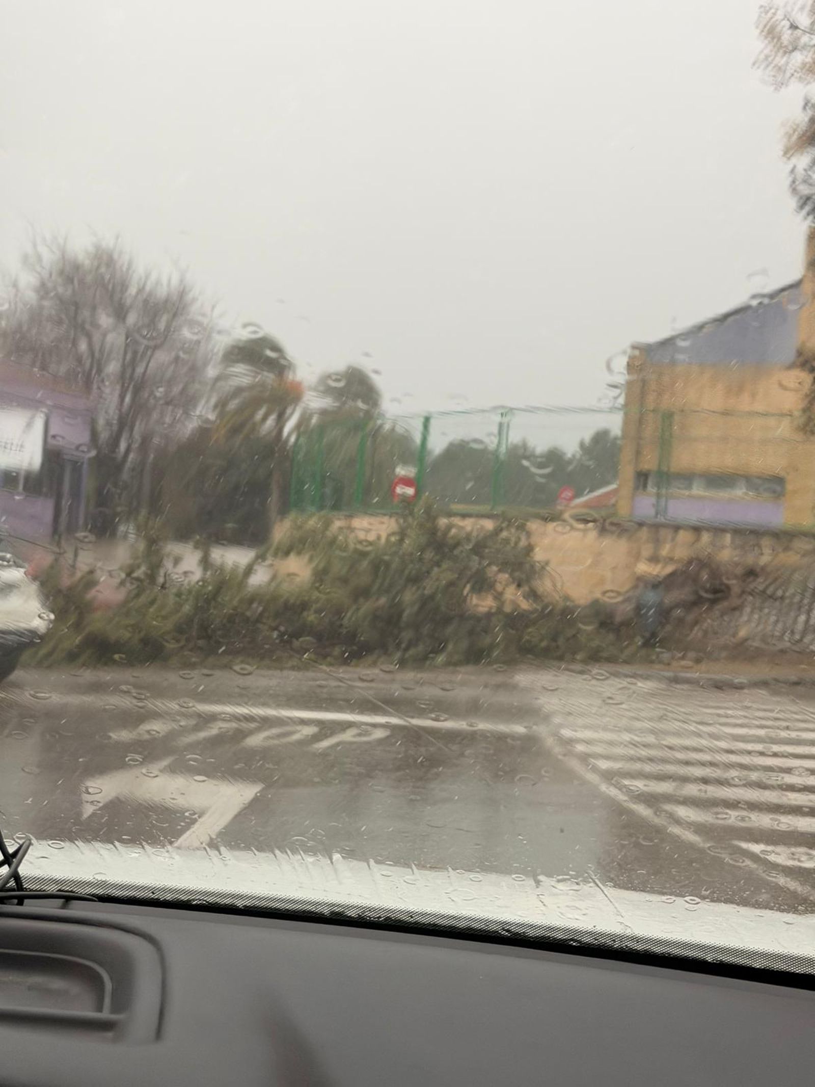 Árbol arrancado a la entrada de La Salobreja.