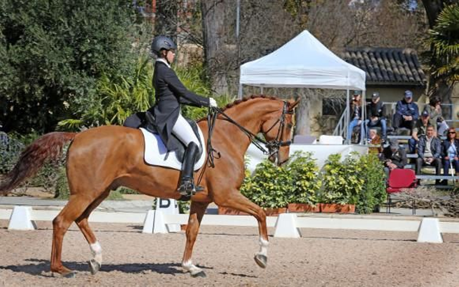 La Real Escuela acoge el Concurso Nacional de Doma Clásica tres estrellas