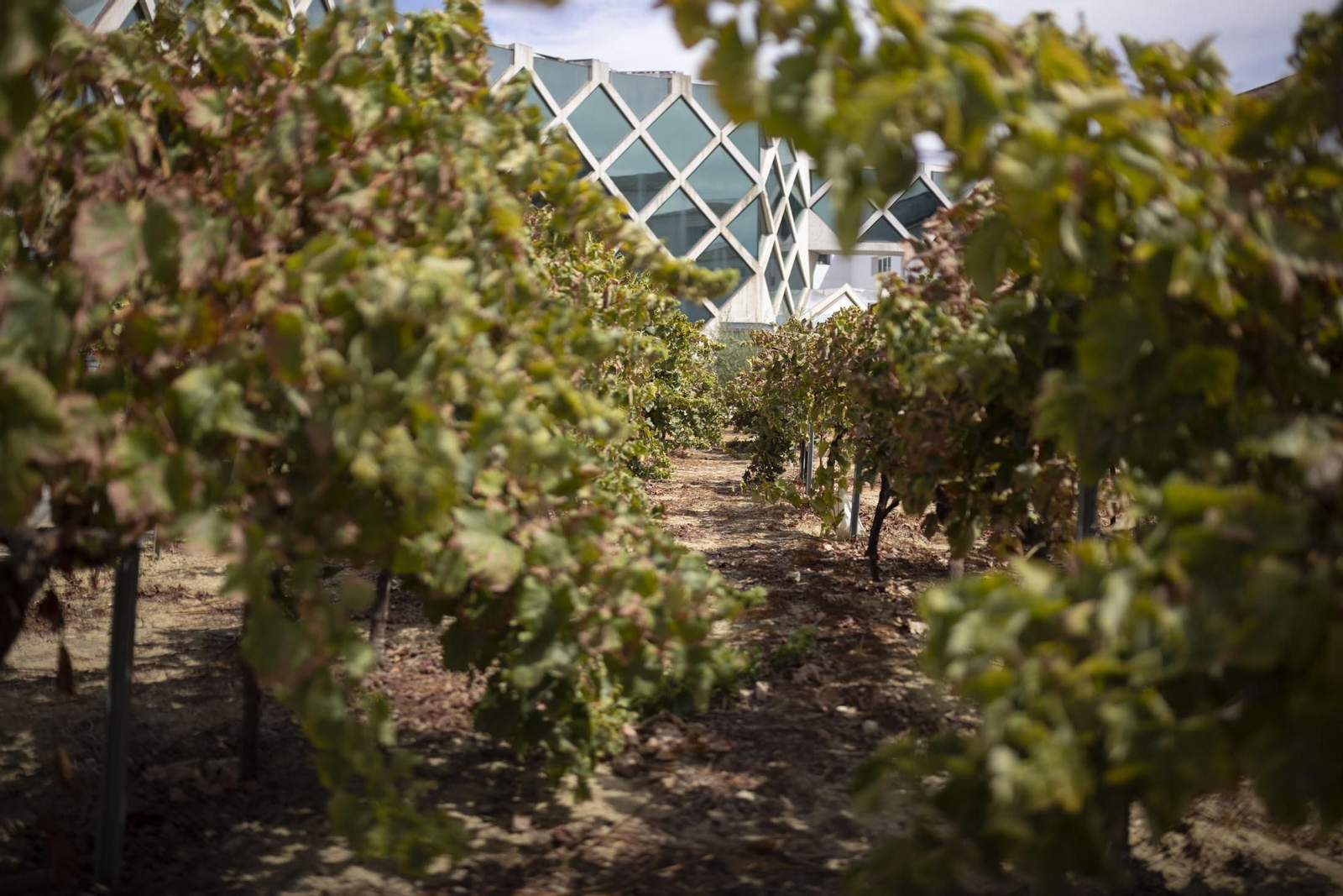 Imágenes de la vendimia en el Condado de Huelva