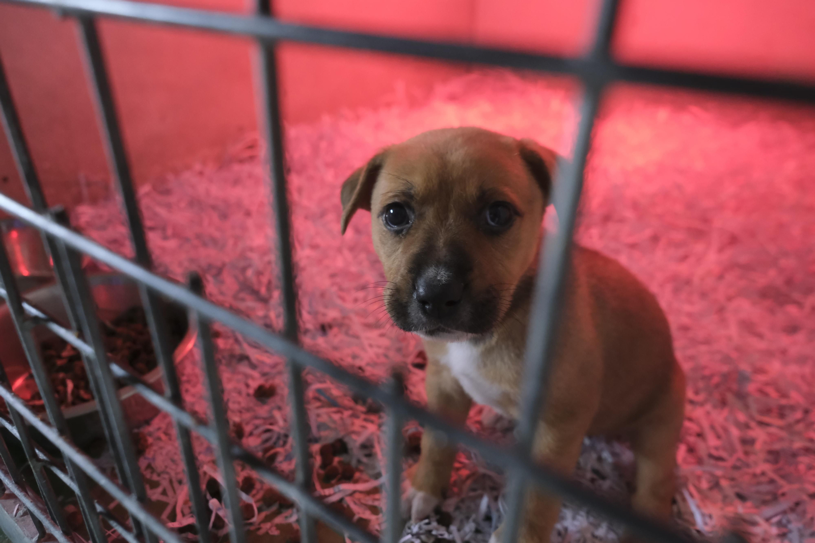 Un paseo por el Centro de Salud y Bienestar Animal de Córdoba, en imágenes