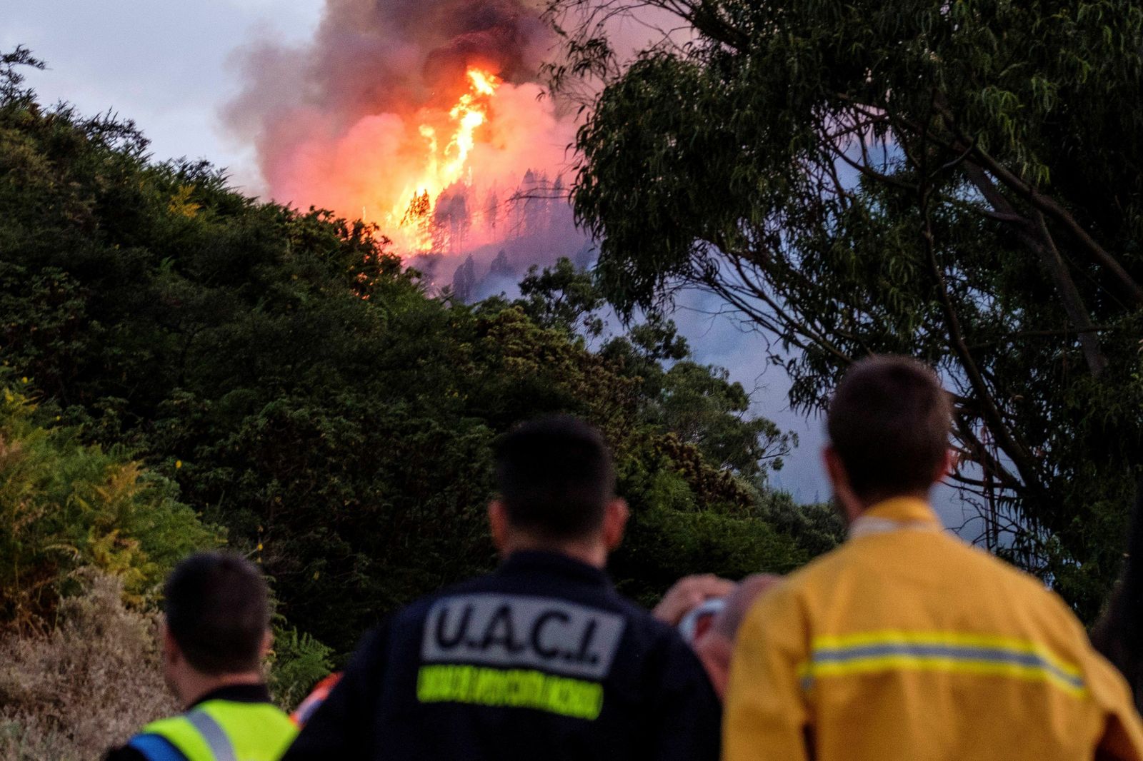 Las imágenes del incendio forestal en Gran Canaria.