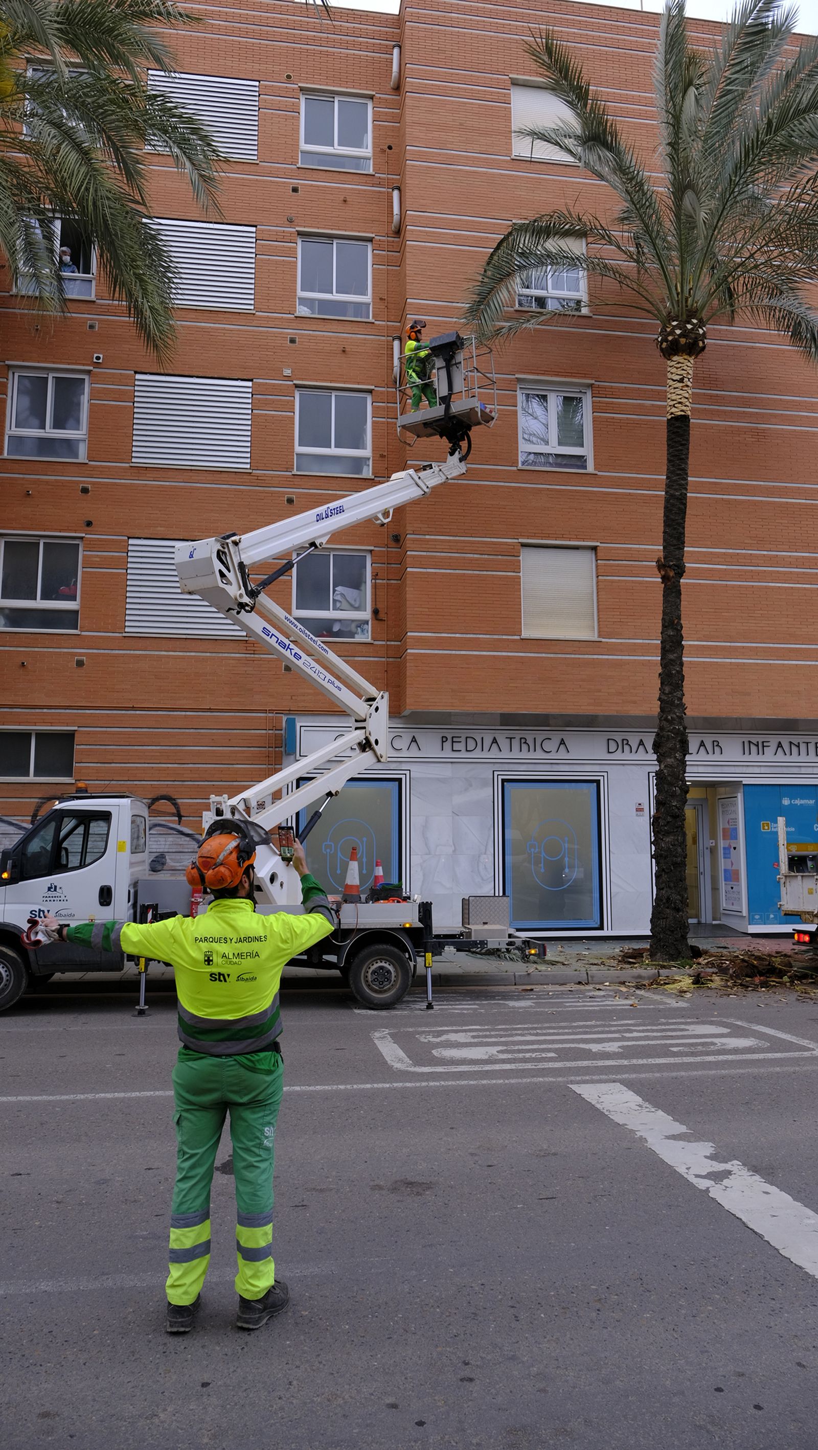 Fotogalería de la poda e inspección de las palmeras de la Avenida Cabo de Gata. Almería.