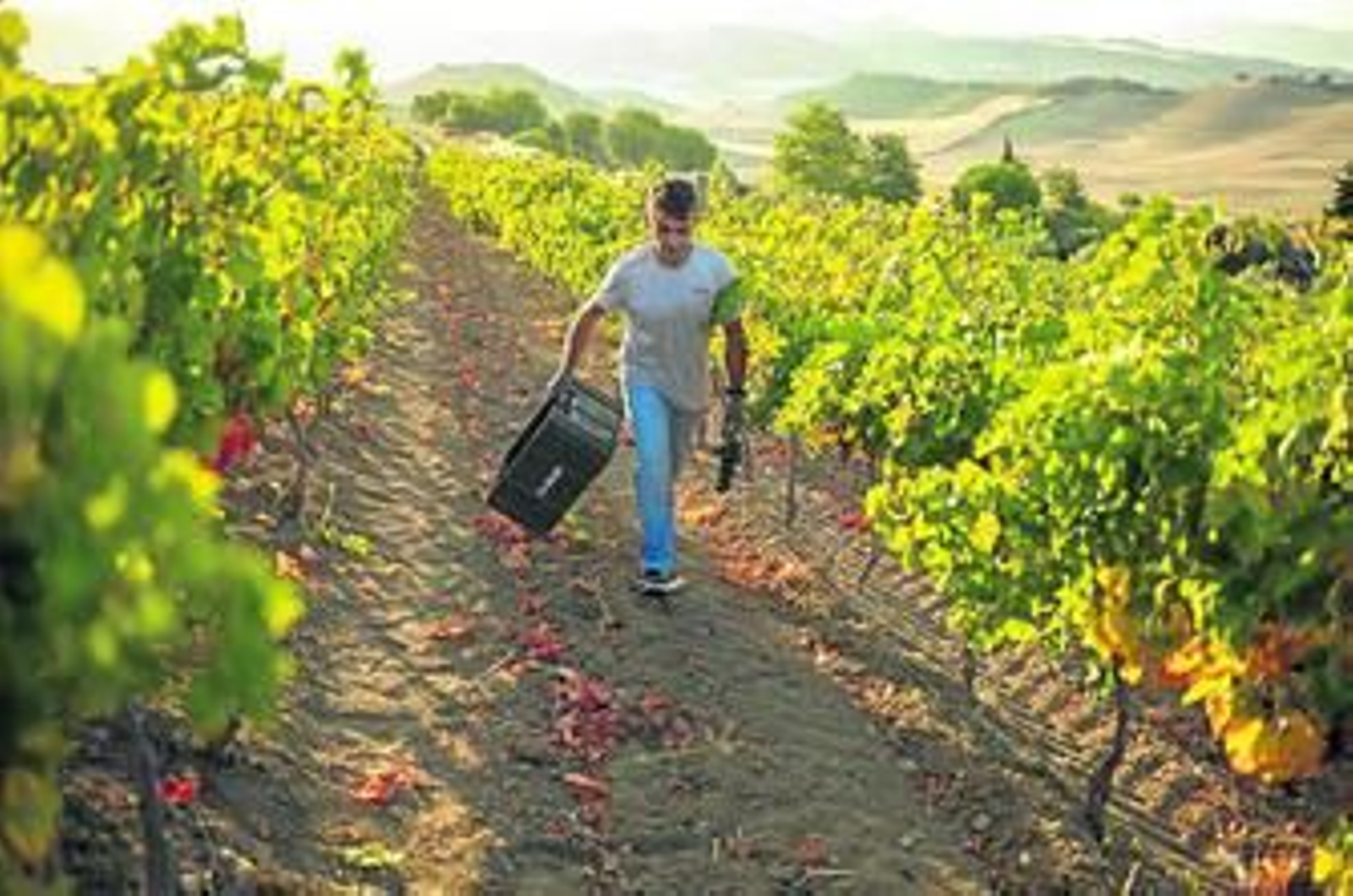 El pisado de la uva, como marca la tradición