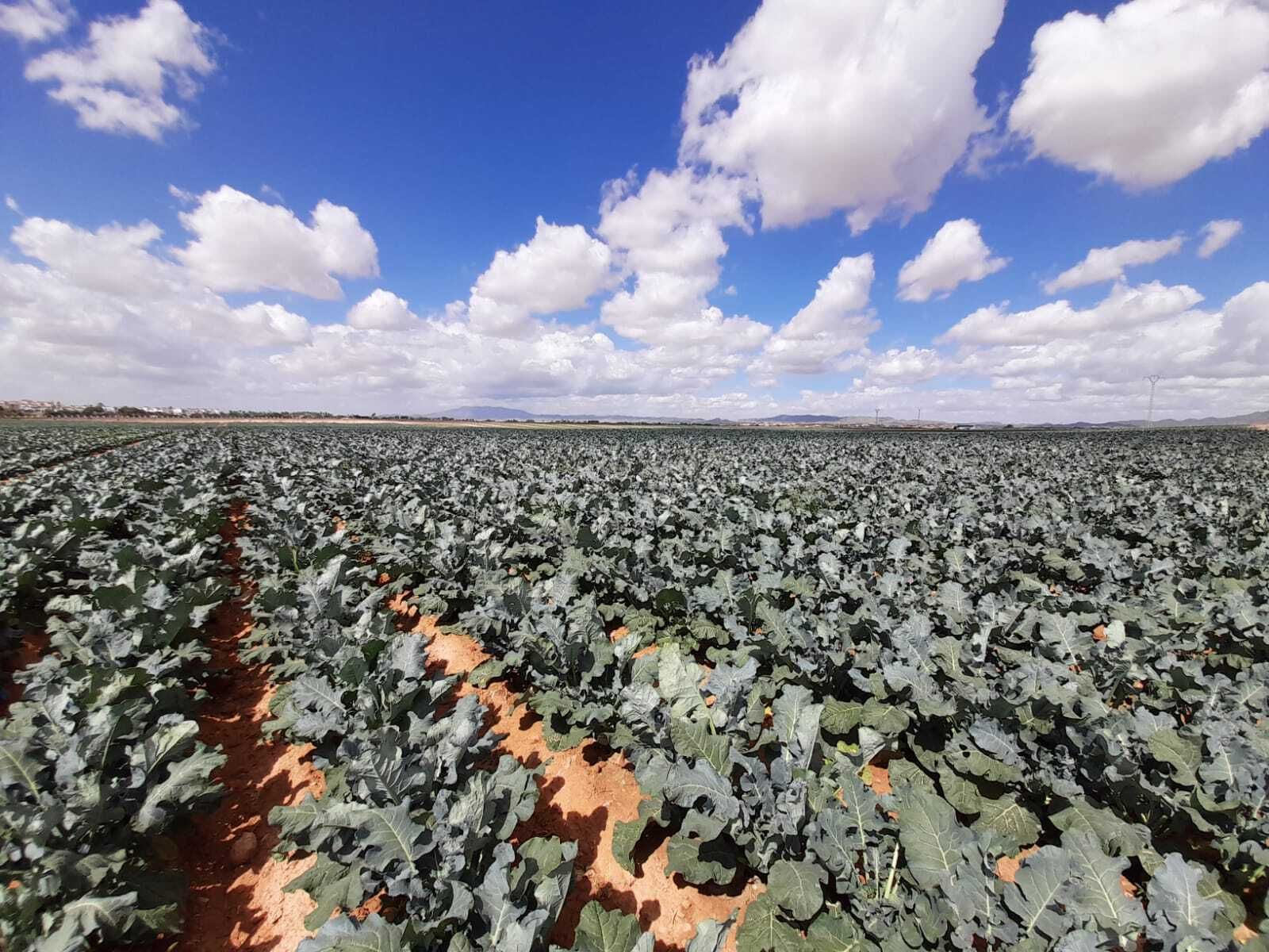 Campo de brócoli bio de Campojoyma