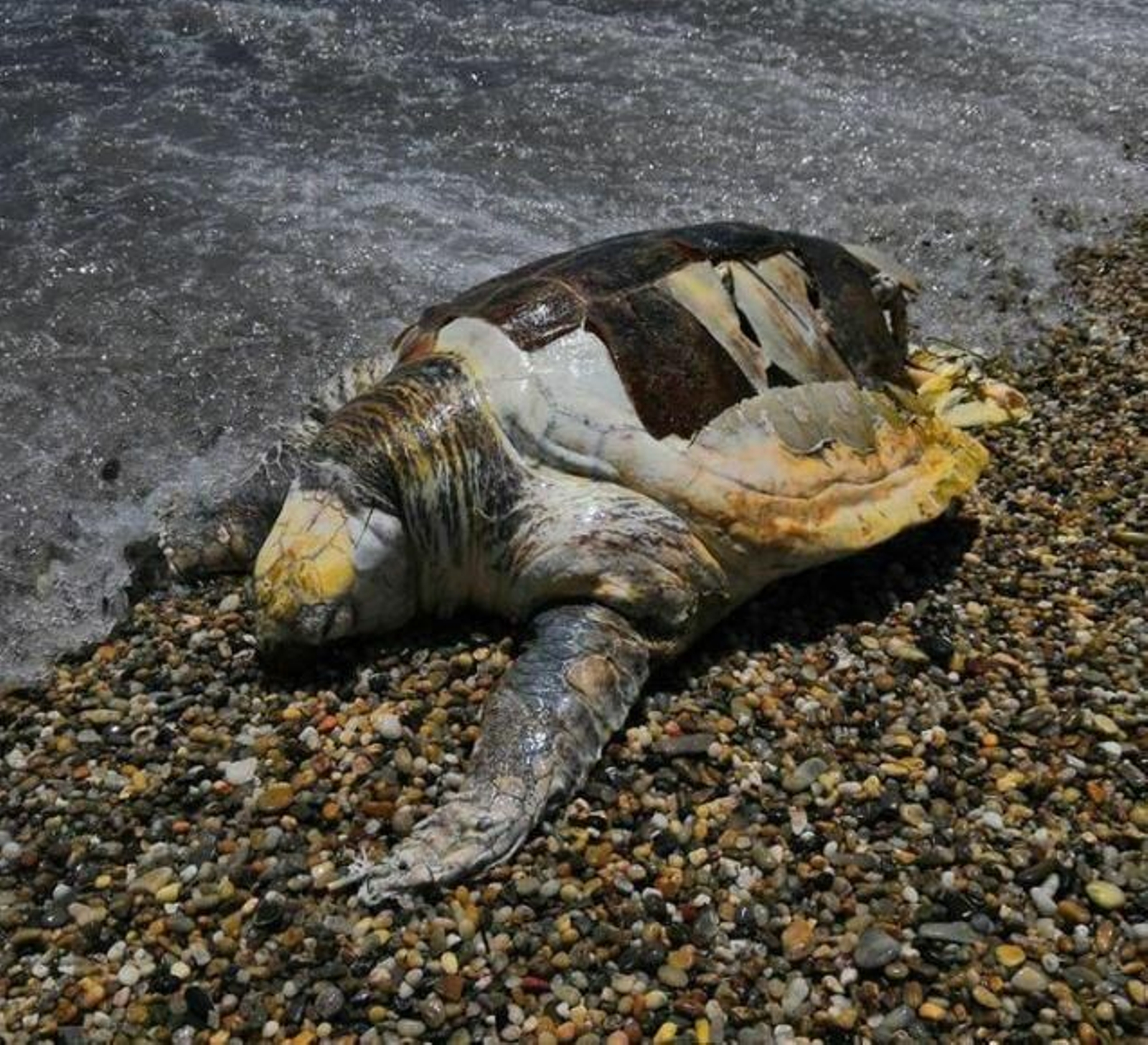 Imagen de la tortuga, difundida por 'Almería Postureo'.