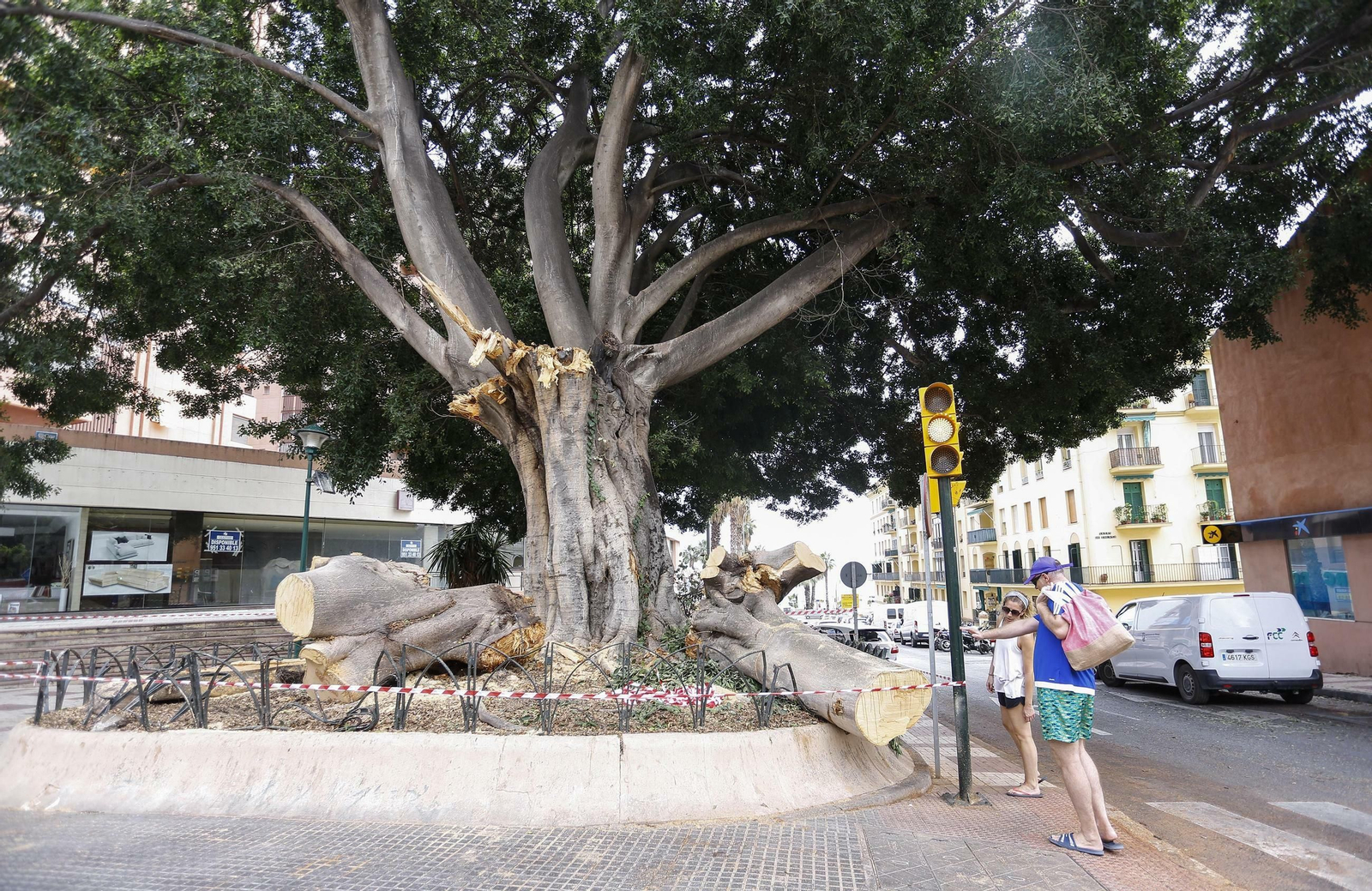 El estado del ficus de la fuente de Reding tras la tormenta