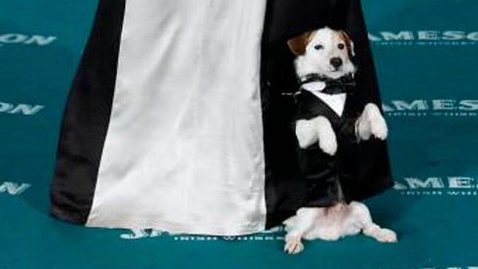 El perro Cook en la alfombra de los Goya