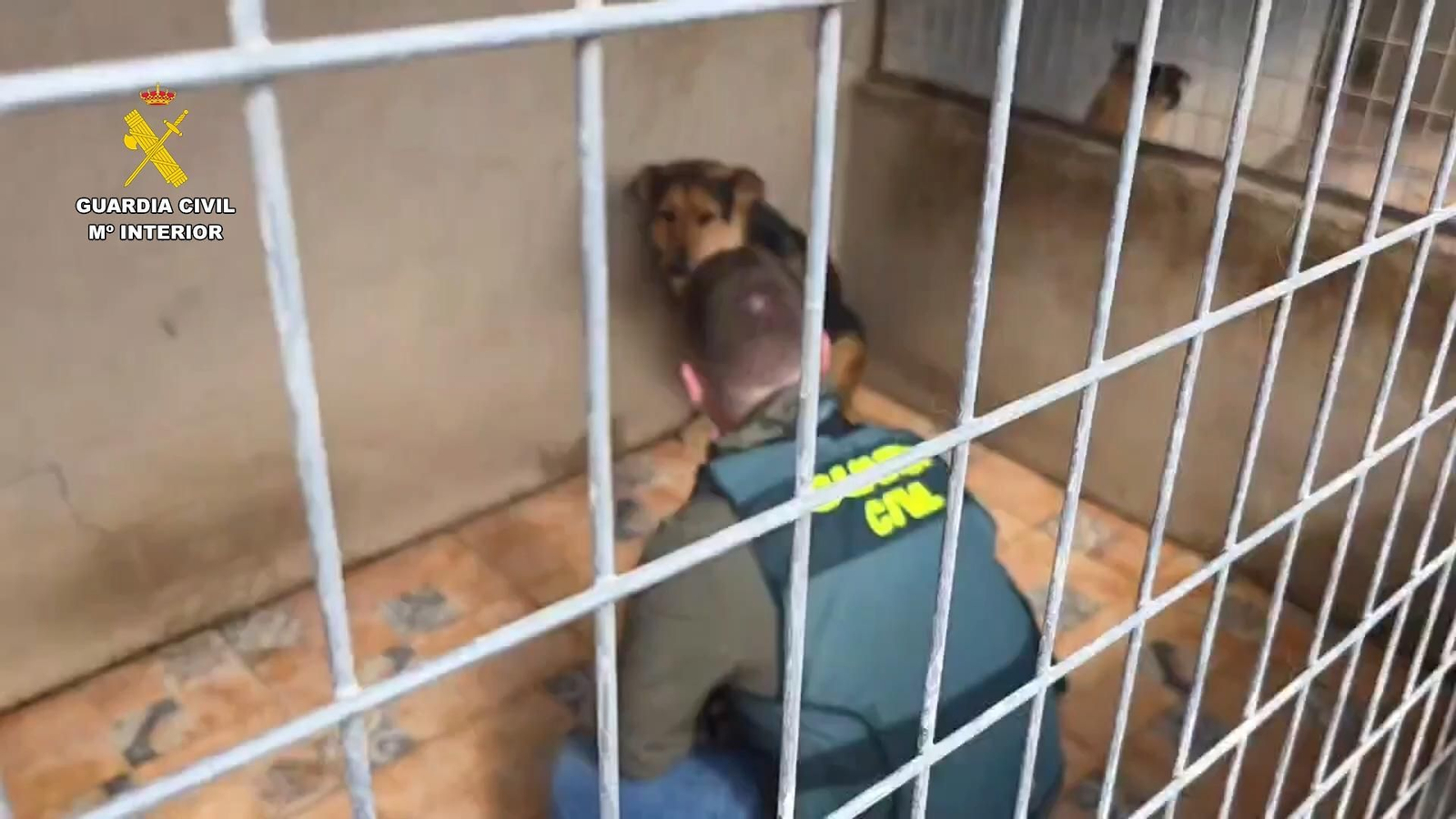 Operación 'Discrepancias' de la Guardia Civil: investigados dos veterinarios colegiados y la responsable de una protectora