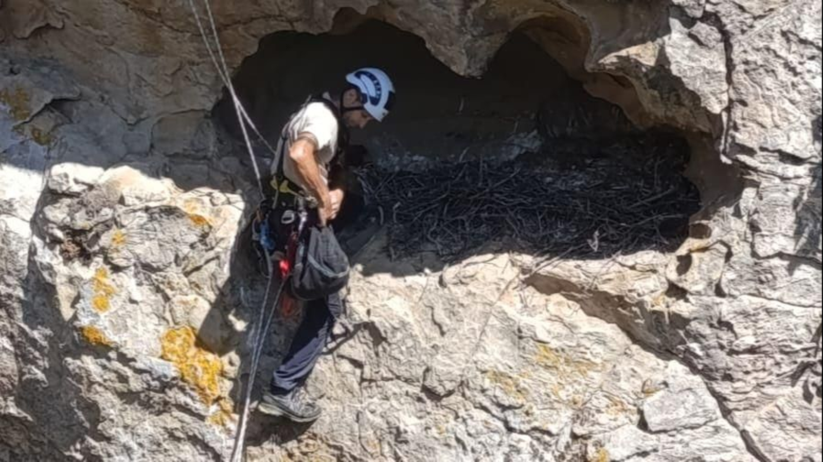 Anillamiento alimoches.